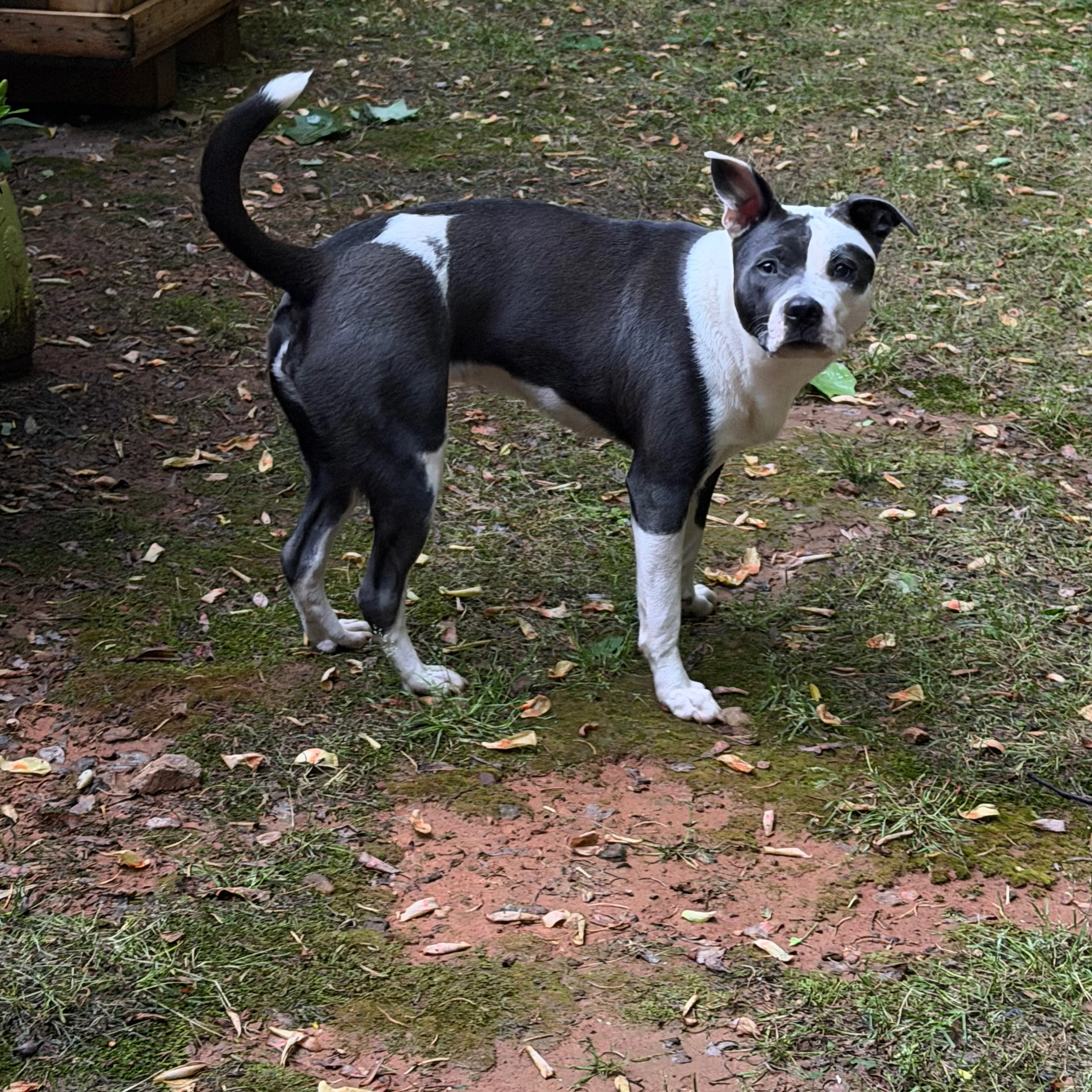 Found pet-1