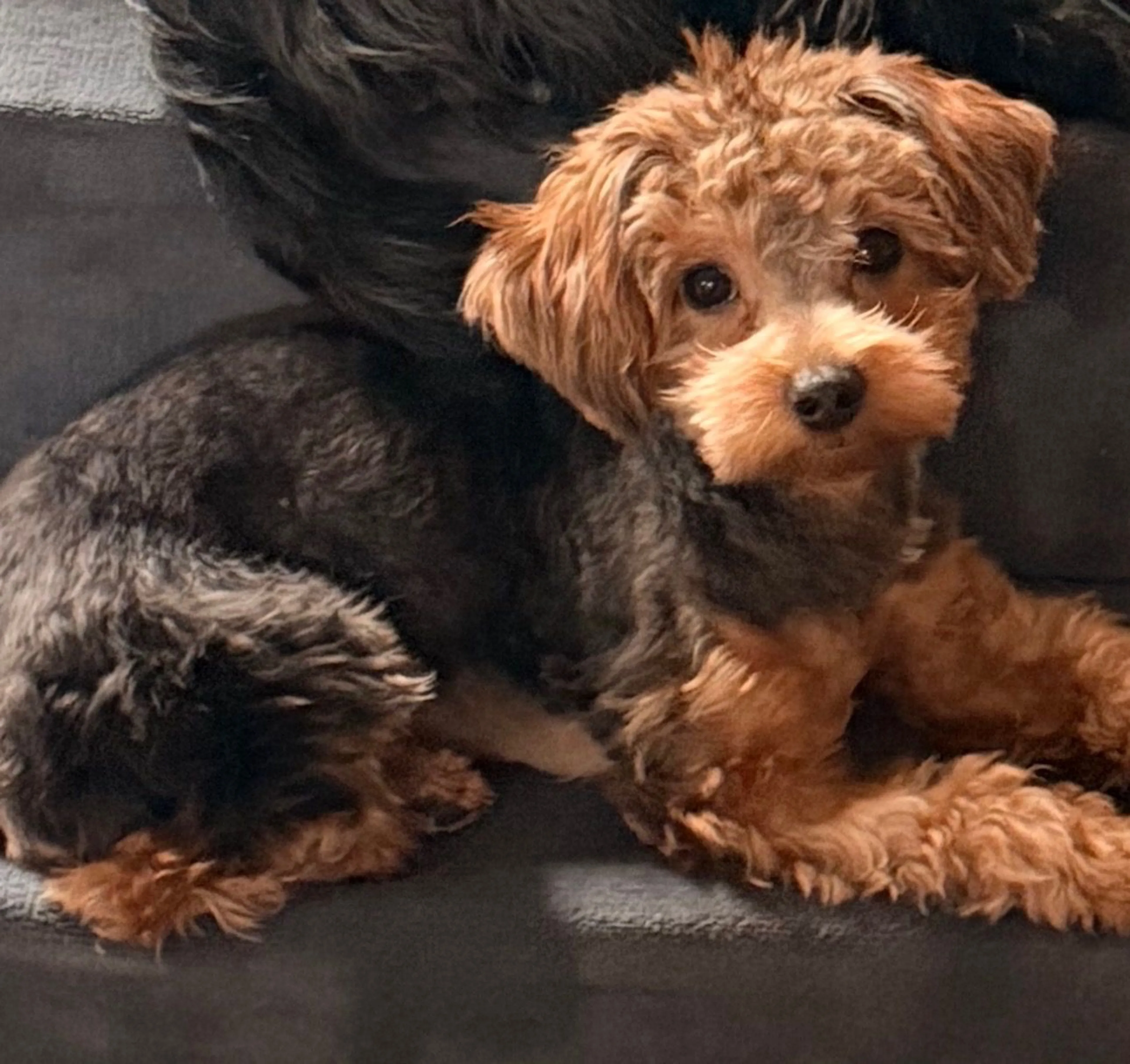Lost pet-1