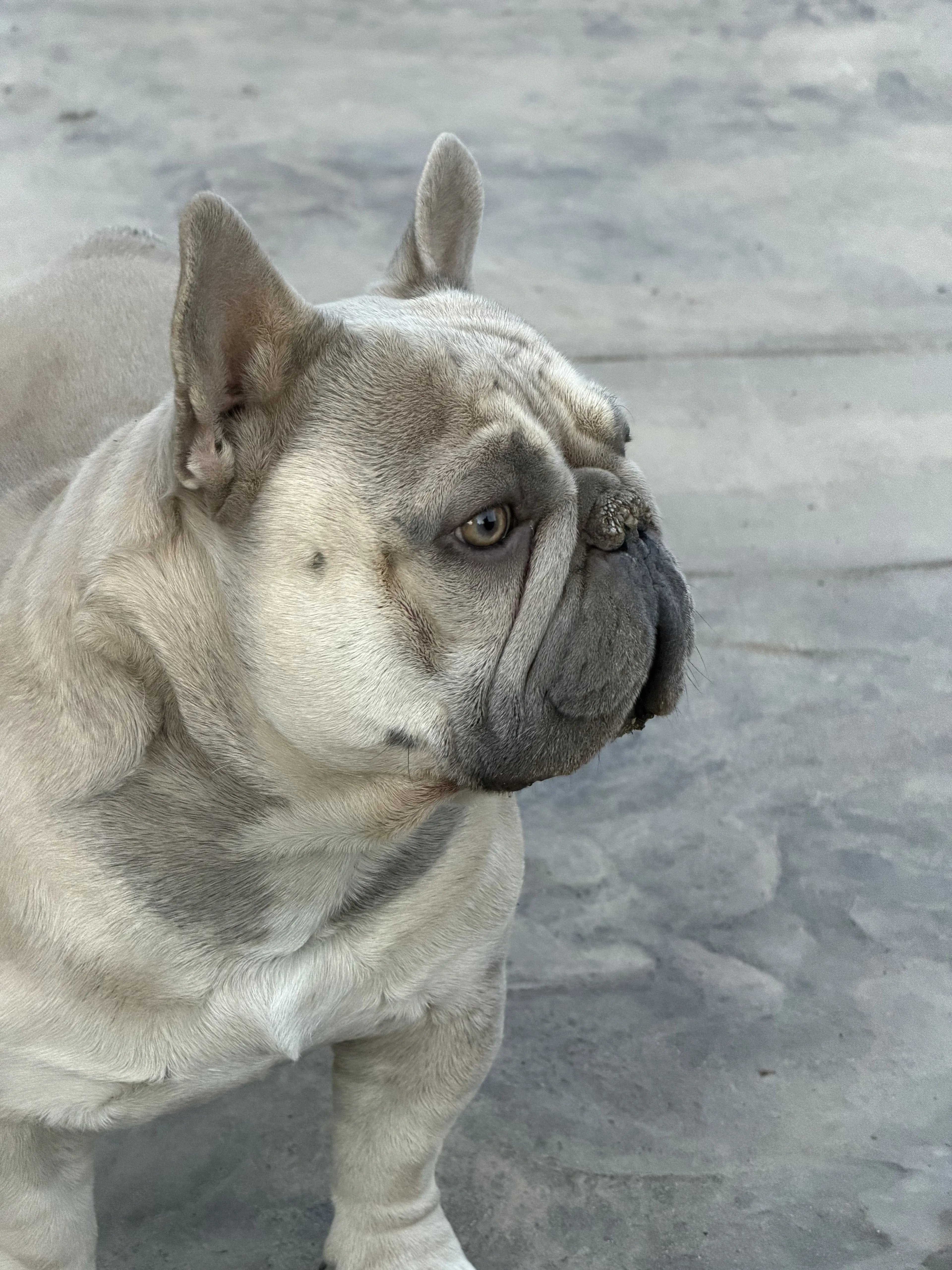 Lost pet