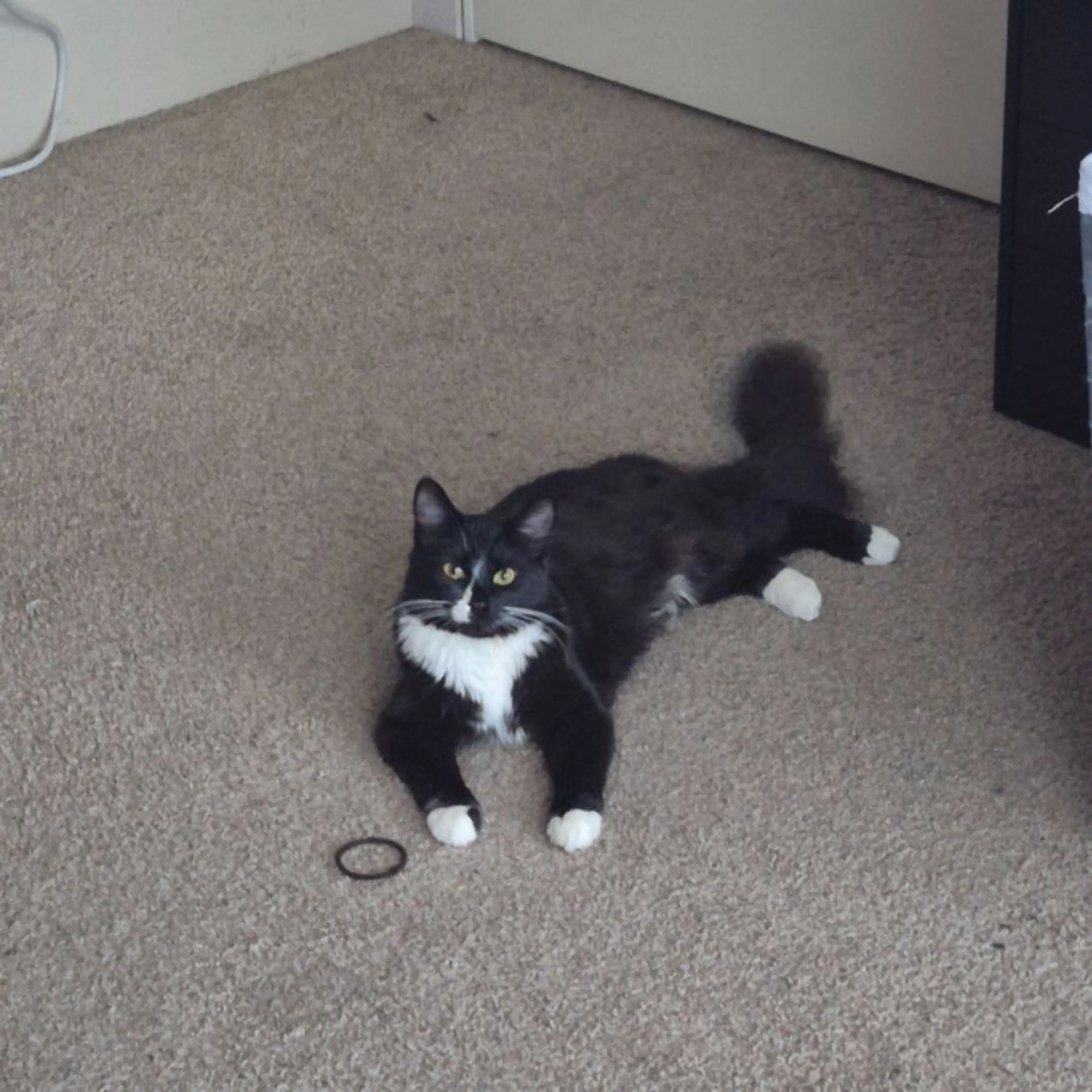 Lost pet