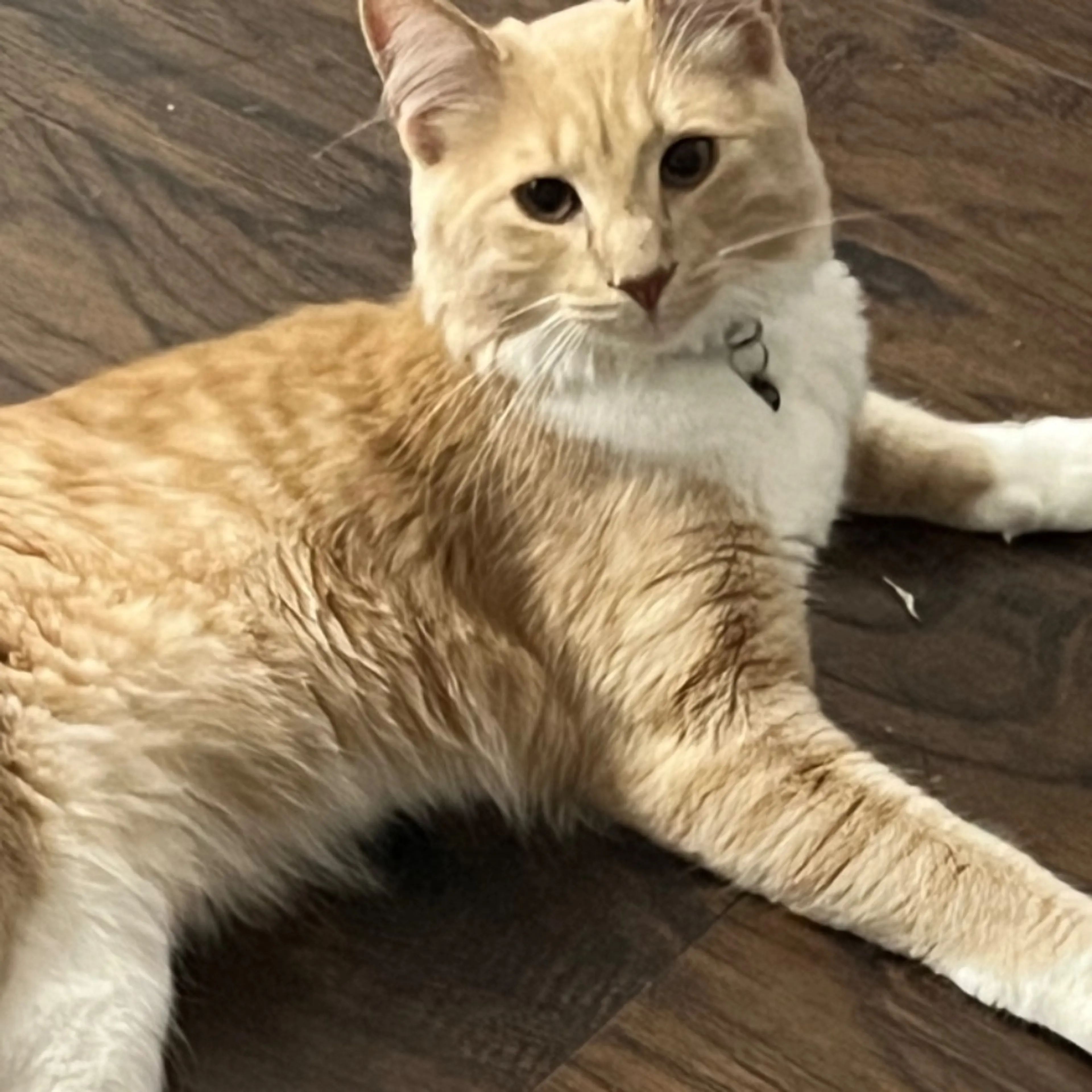 Lost pet