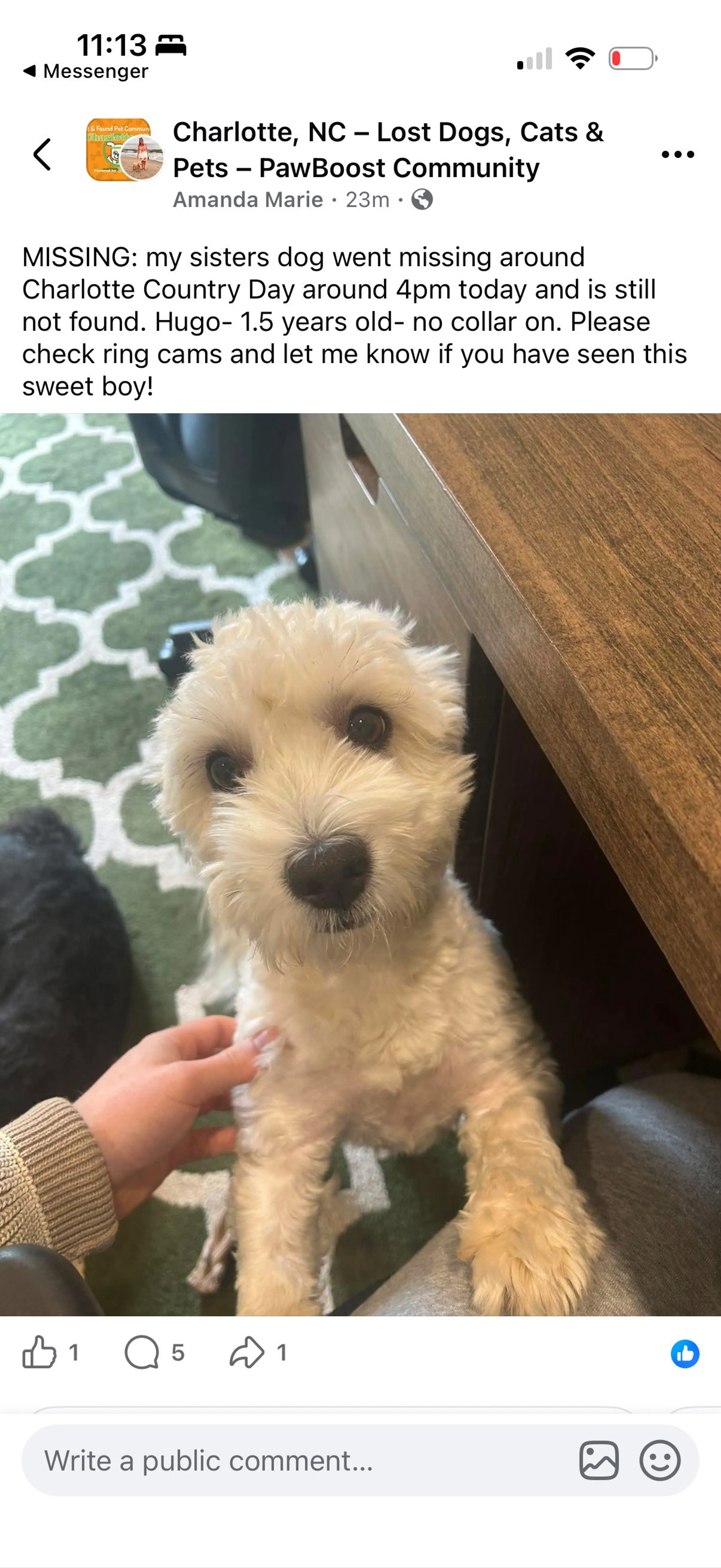 Lost pet