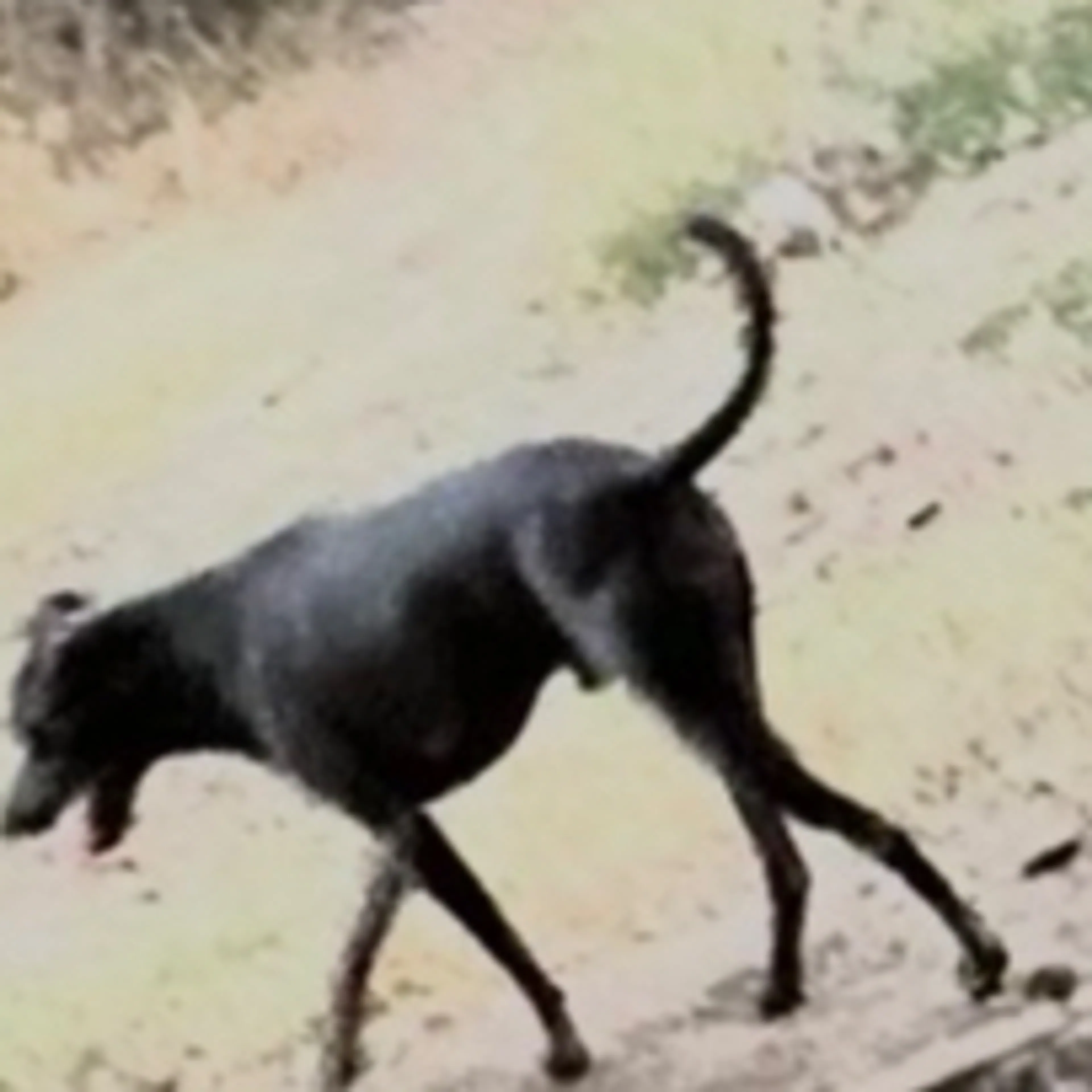 Found pet-1