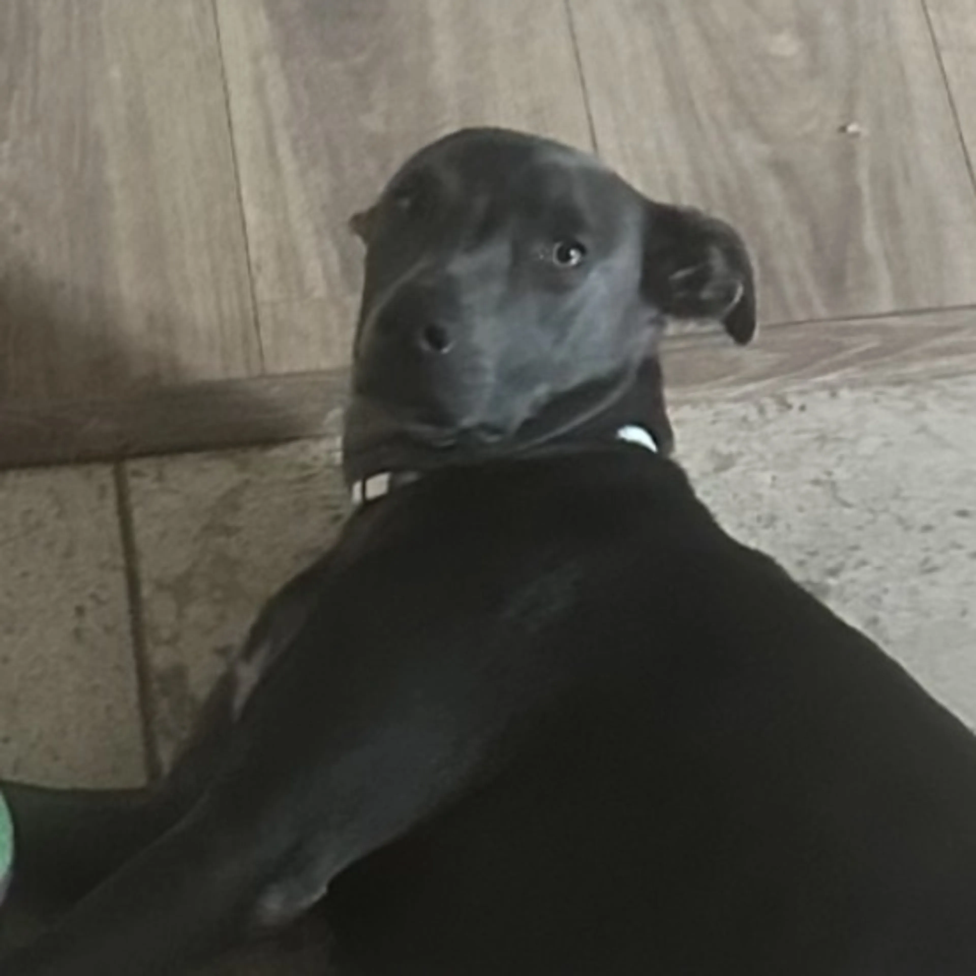 Found pet-0