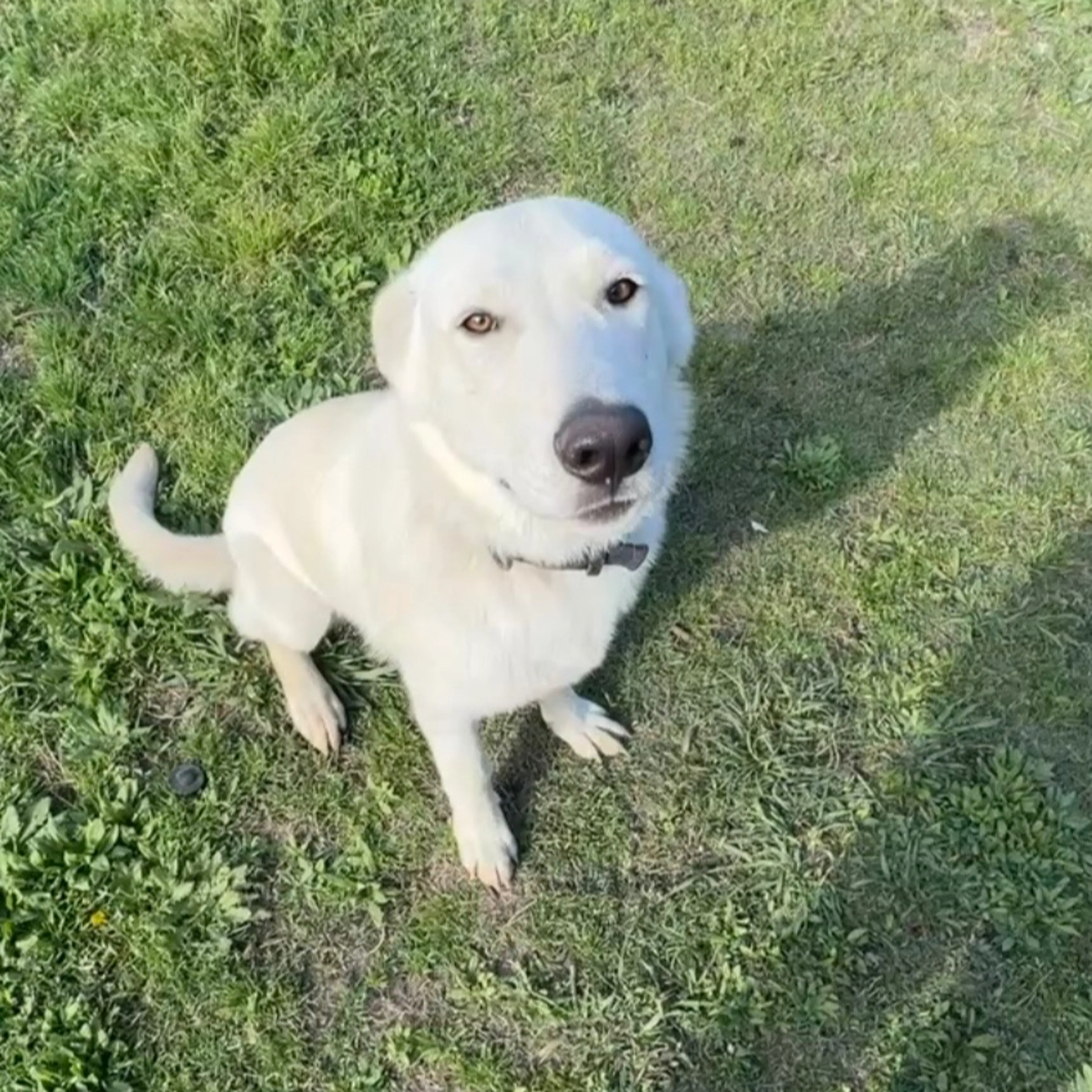 Lost pet-2