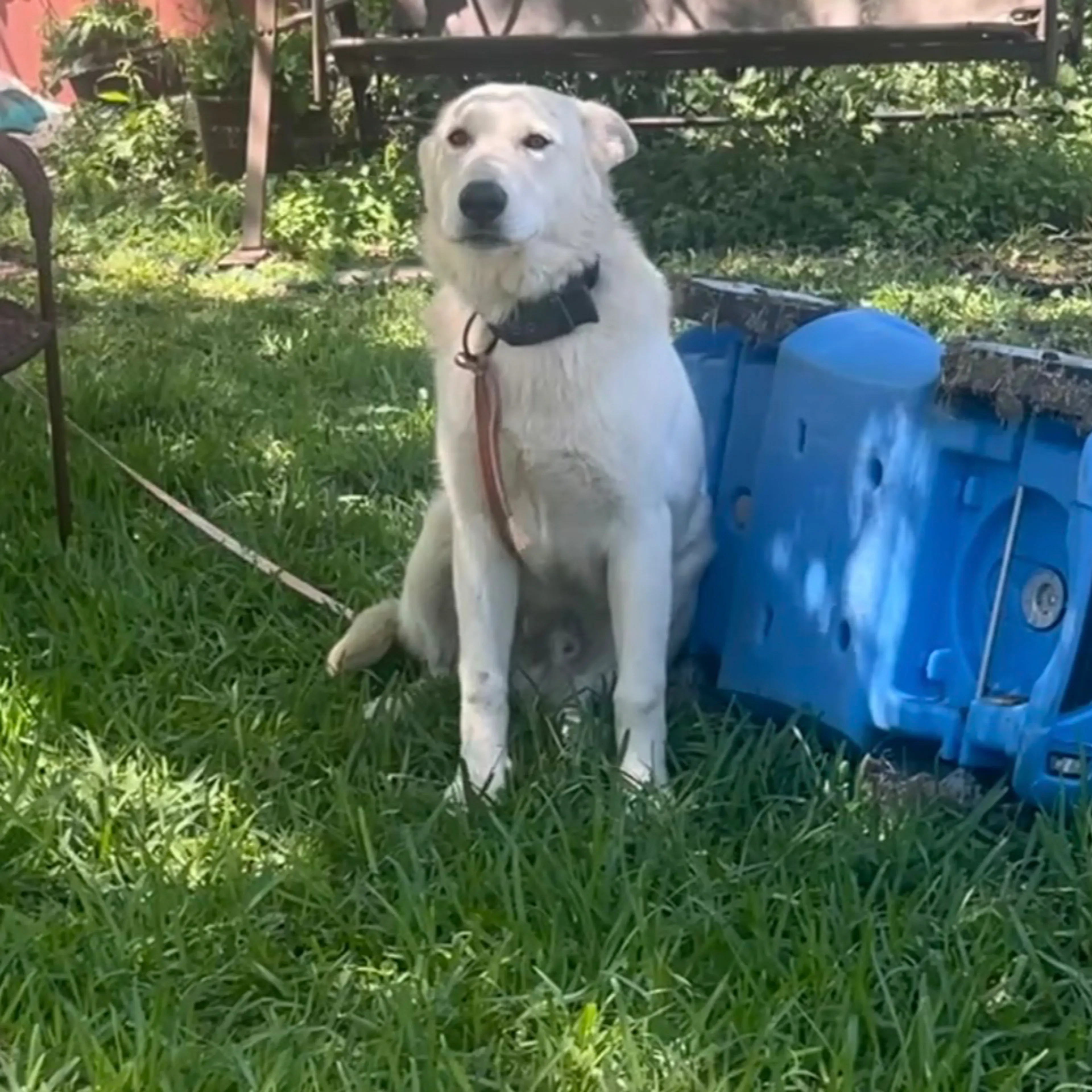 Lost pet-1