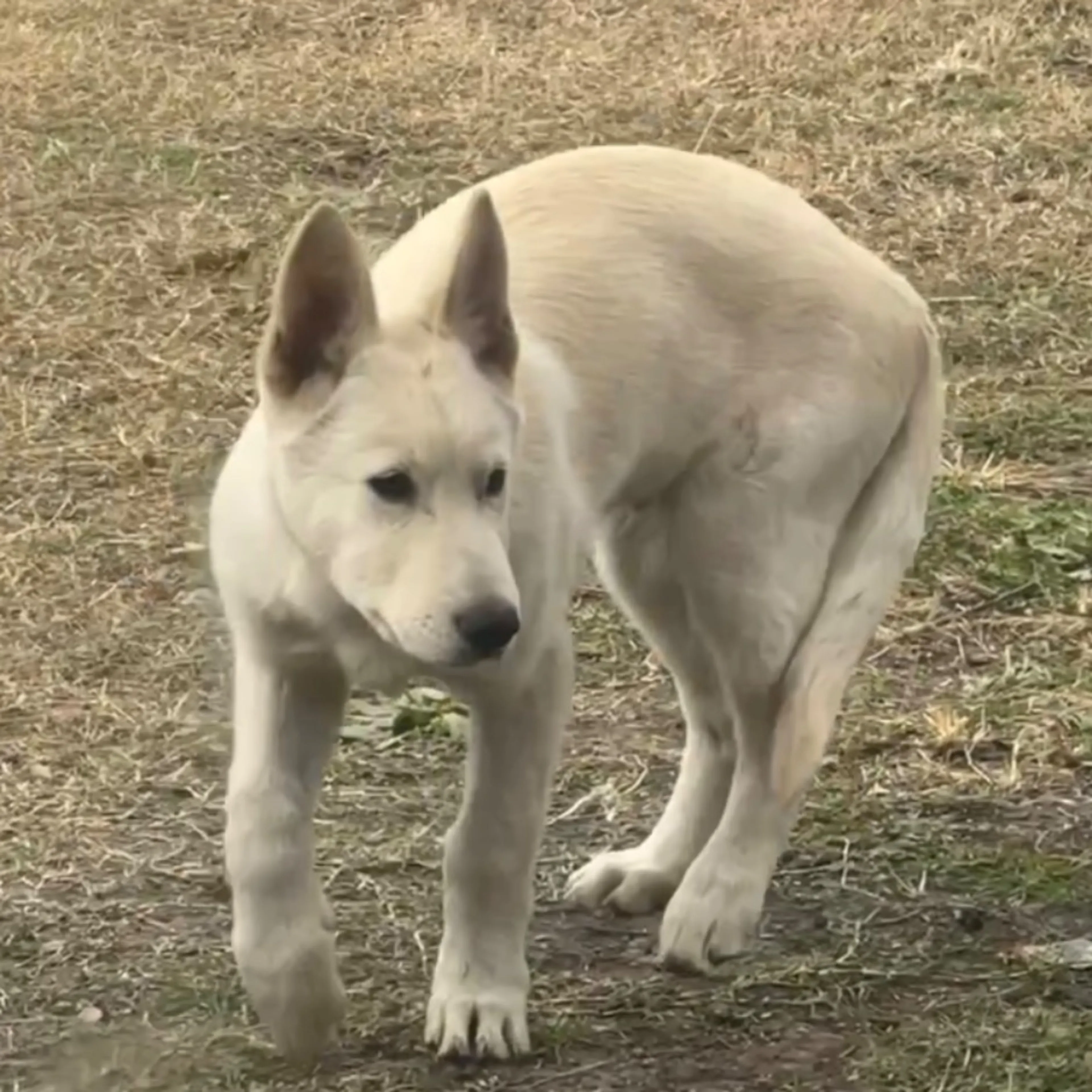 Lost pet-0