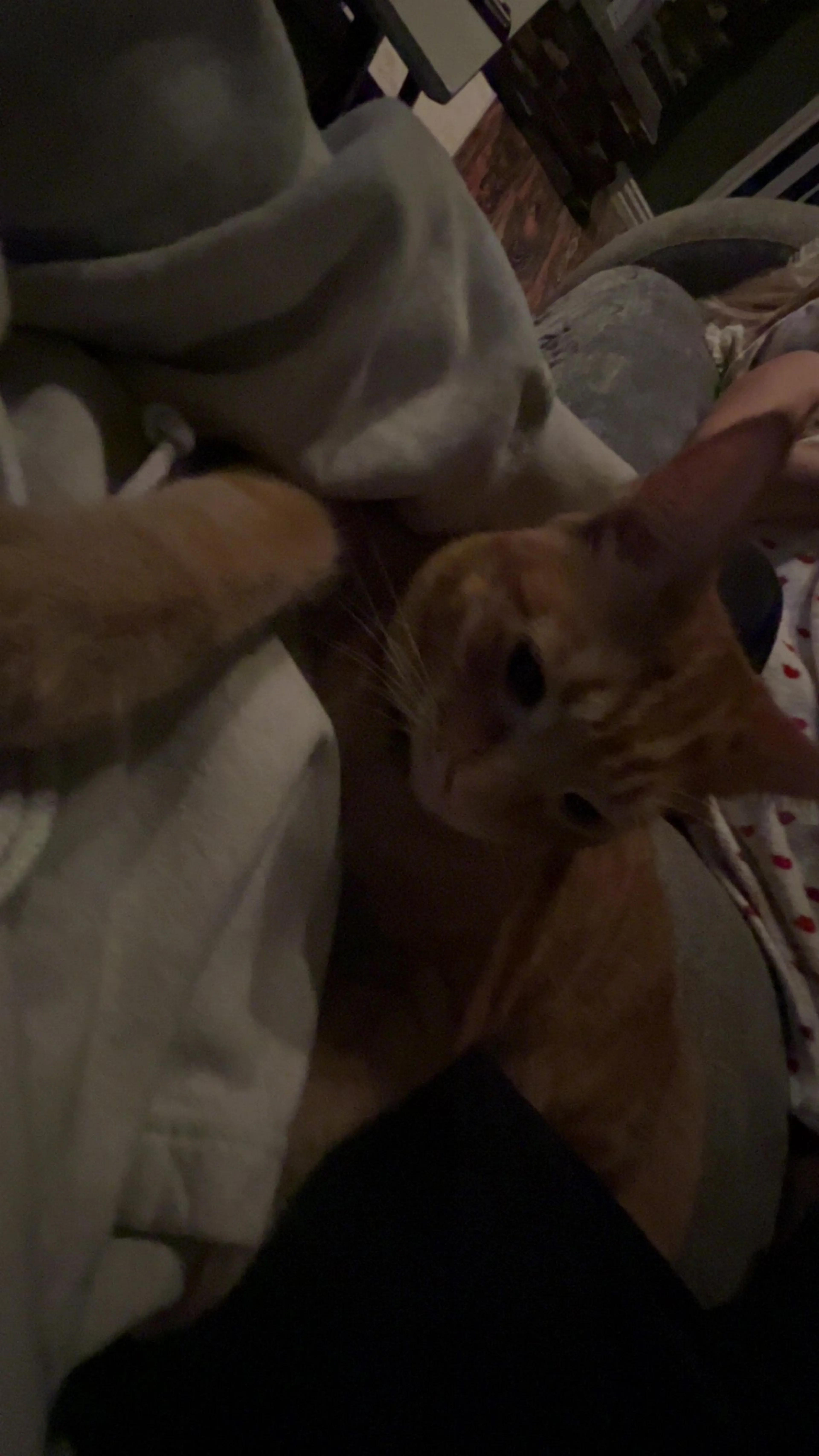 Lost pet