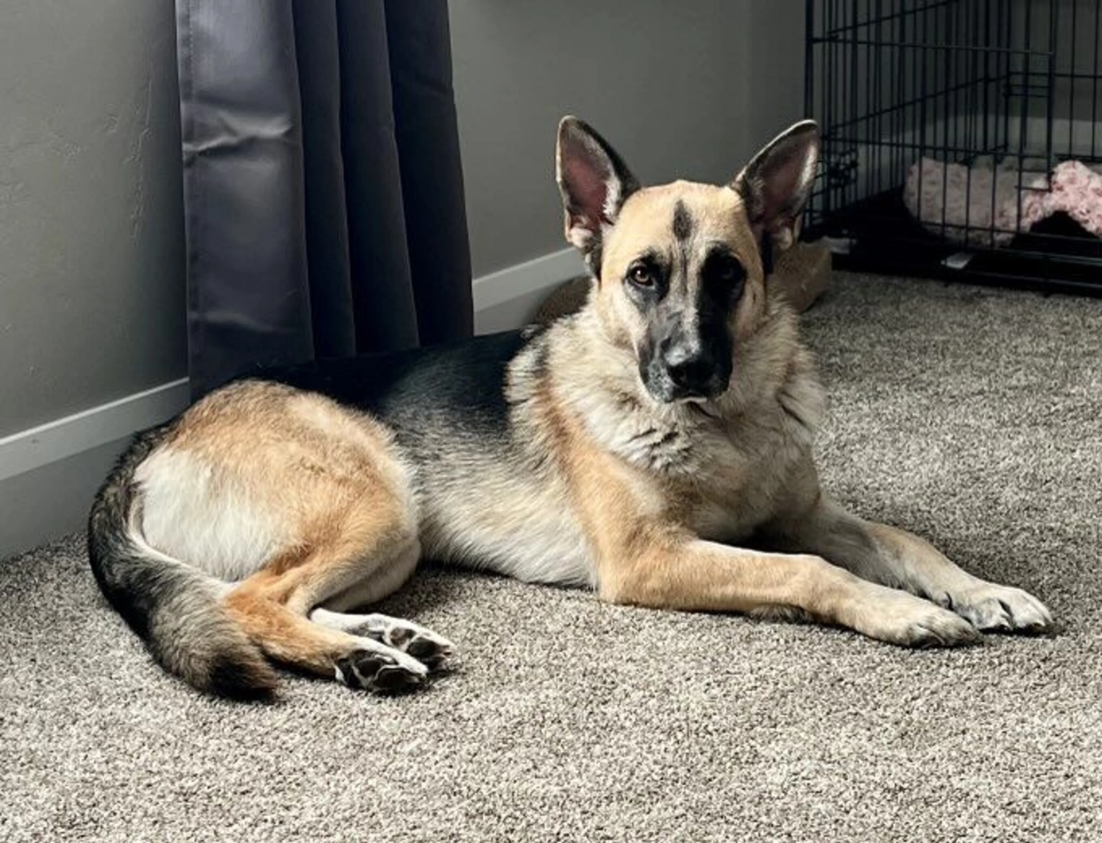 Lost pet