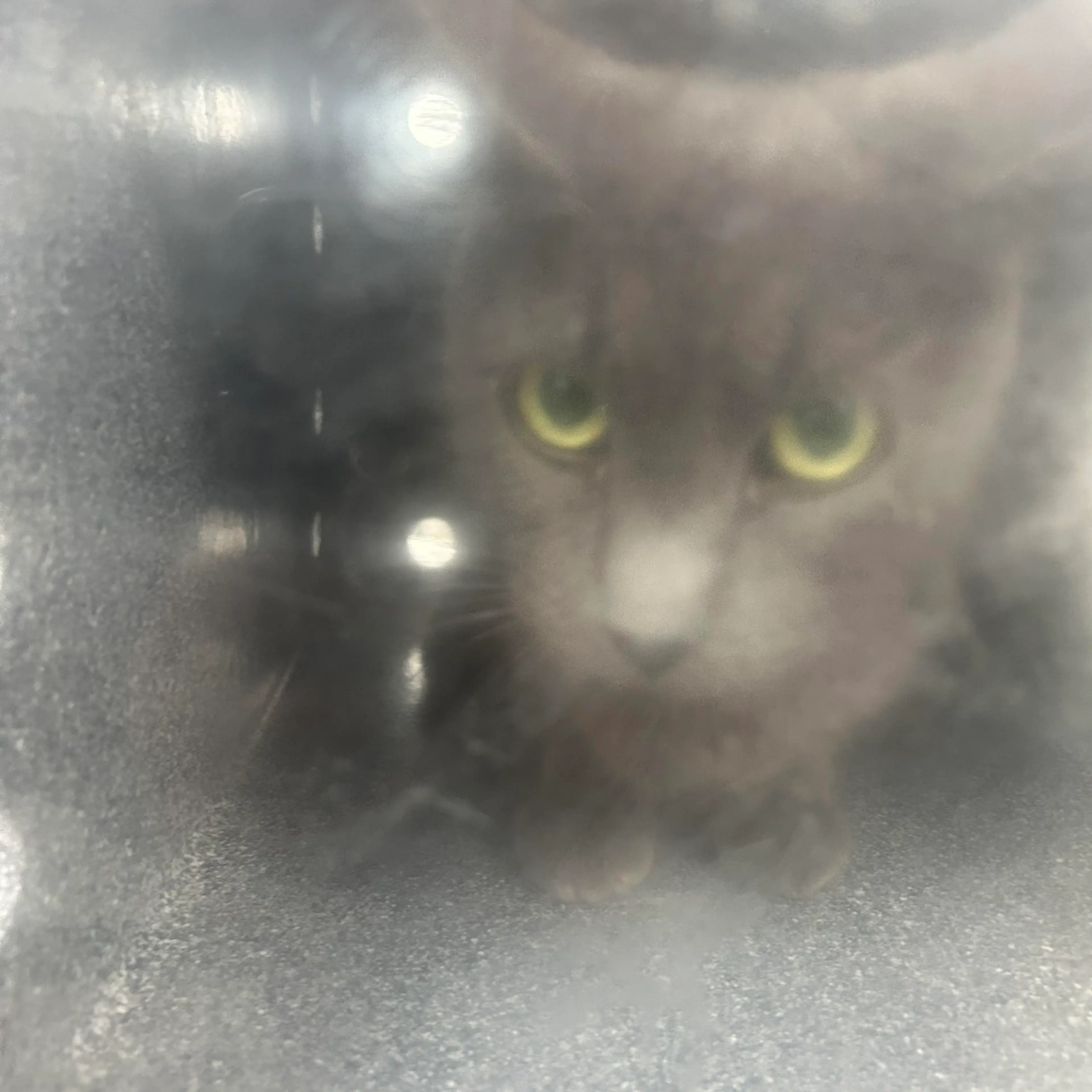 Found pet-1