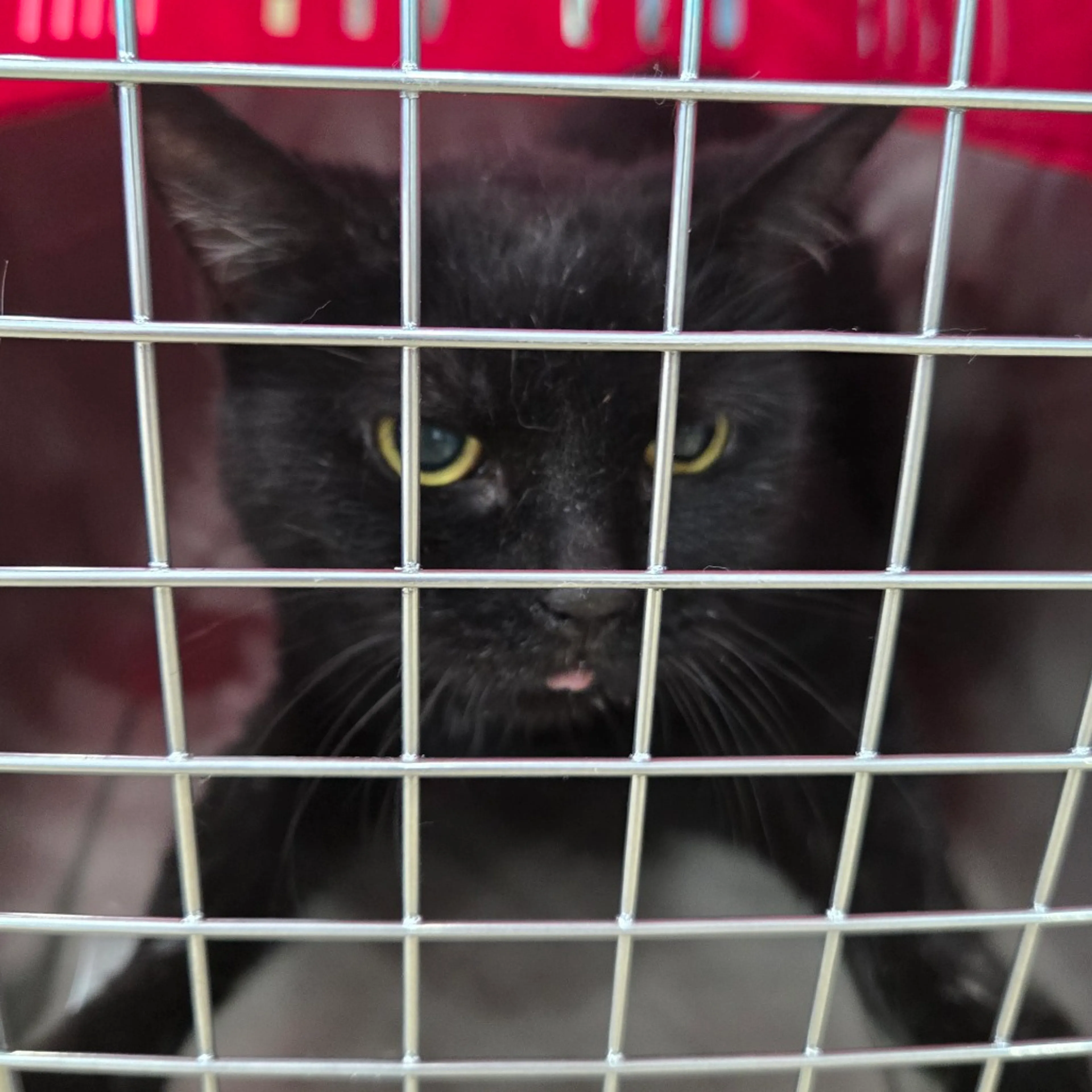 Found pet-1