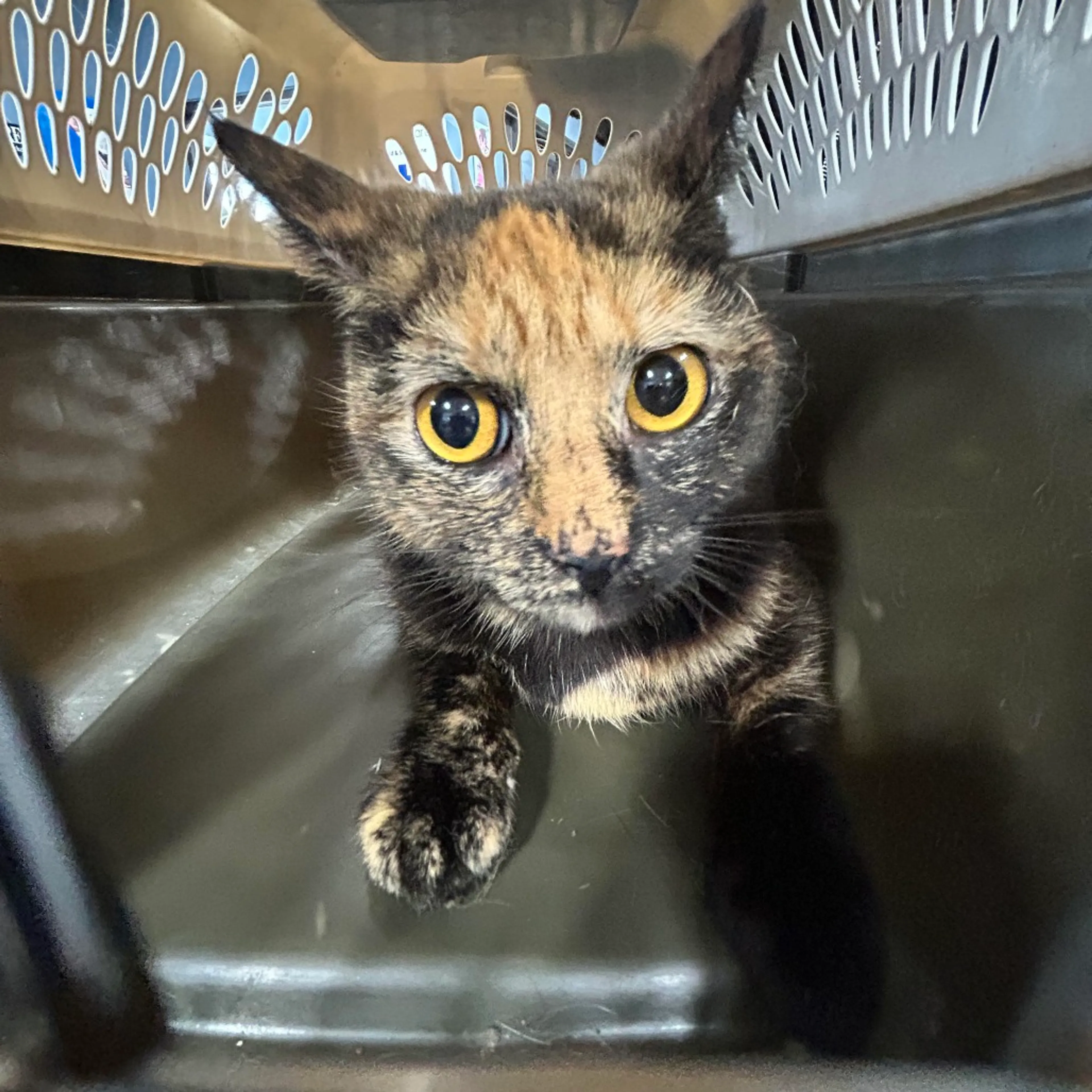 Found pet