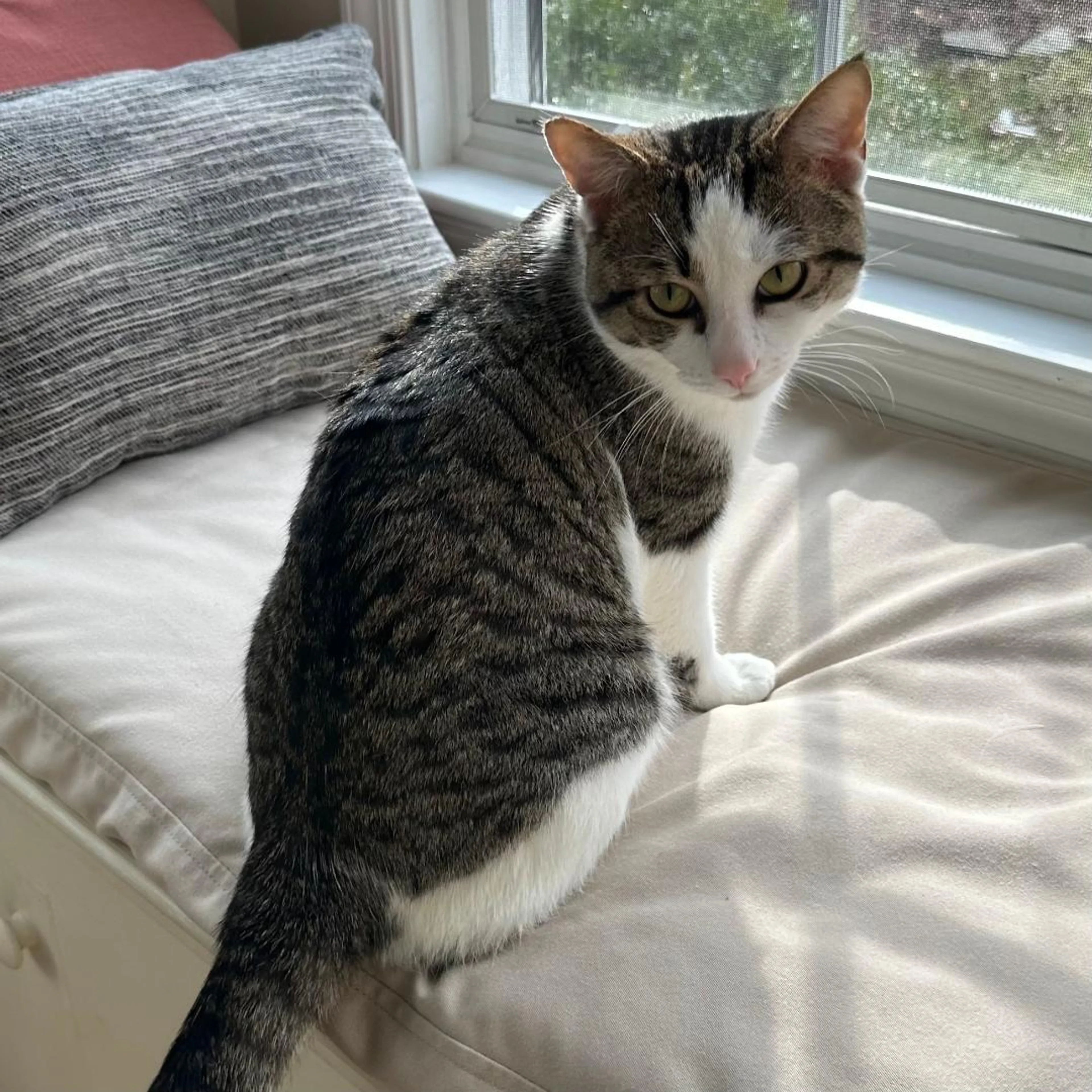 Found pet-0