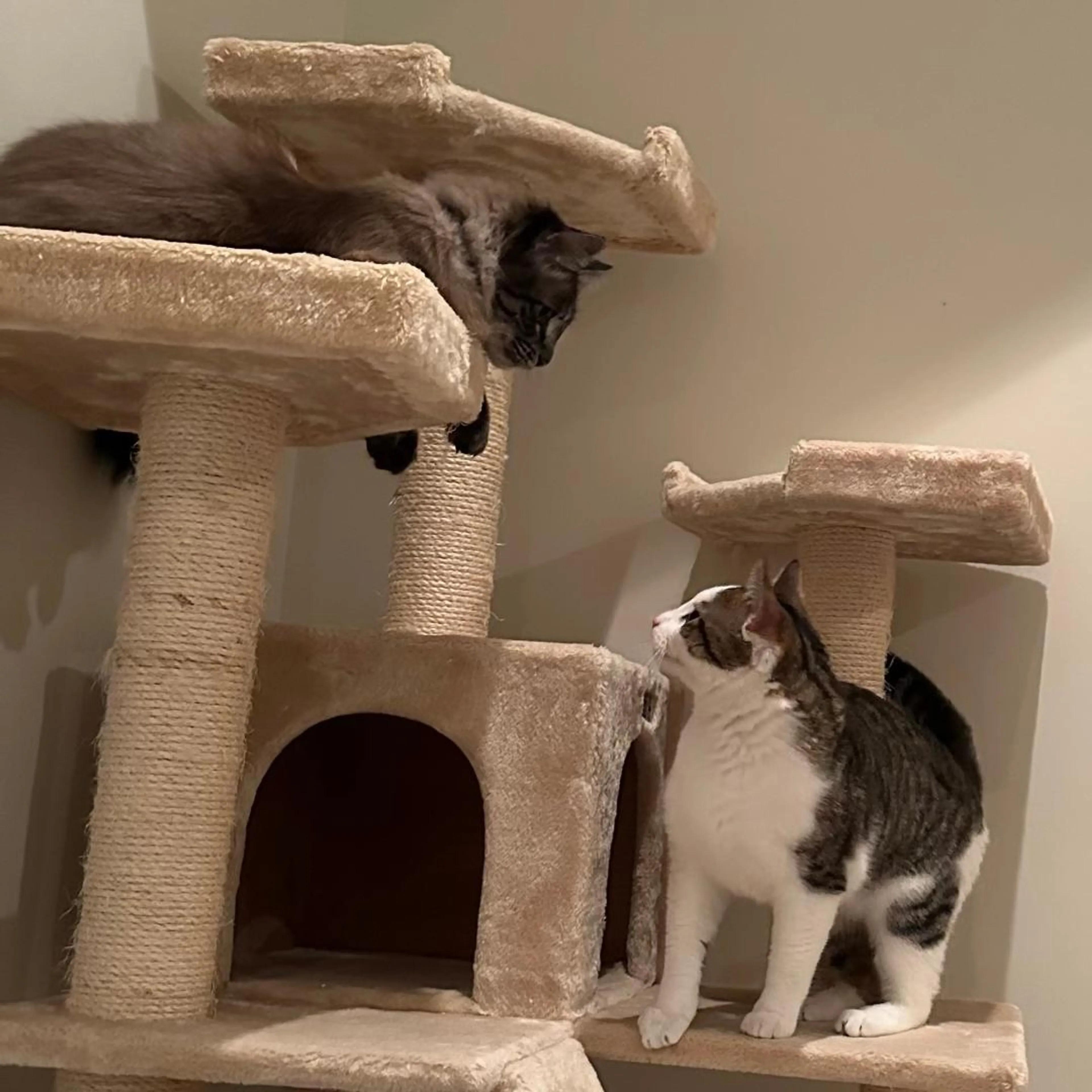Found pet-2