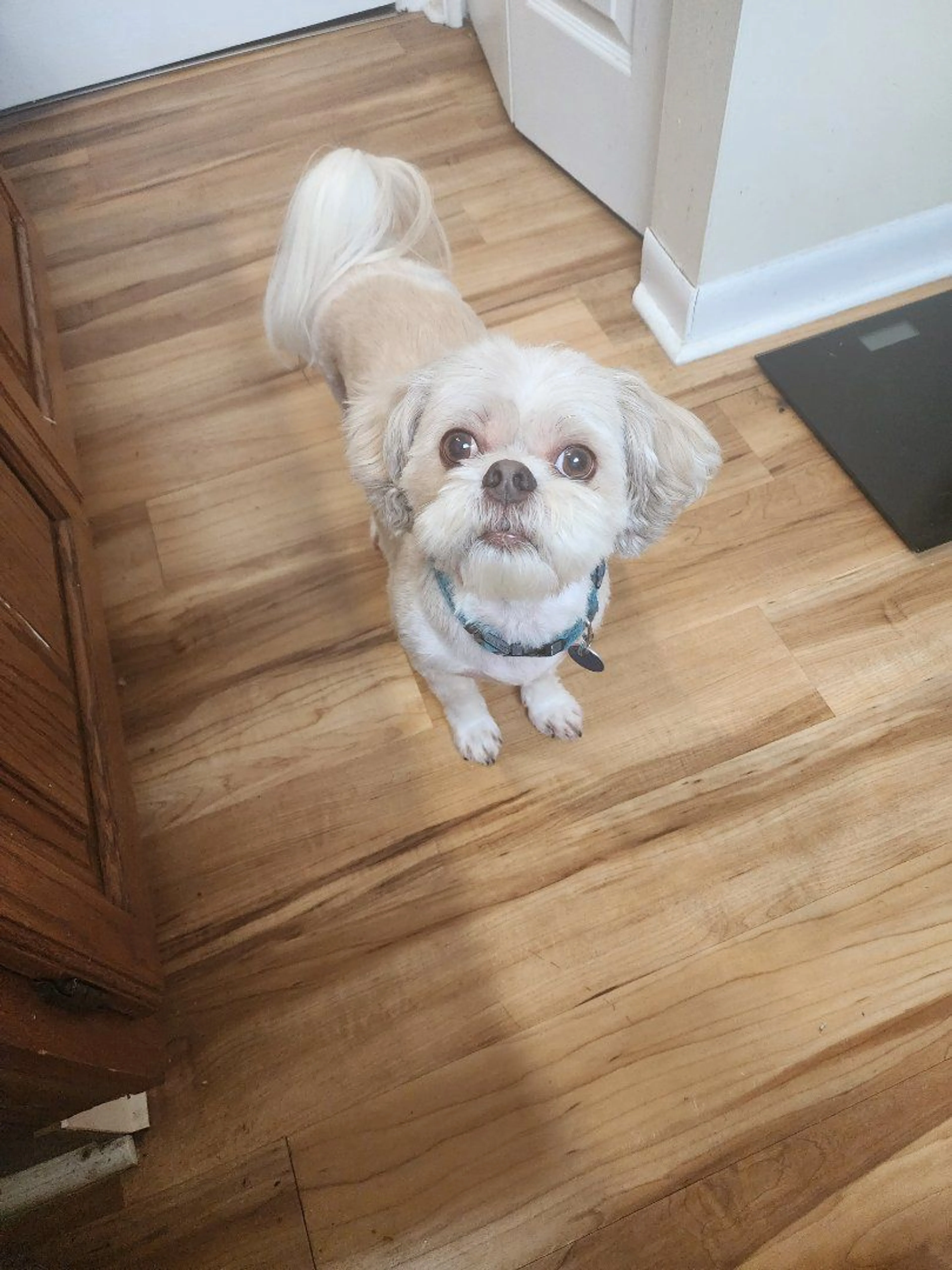 Lost pet