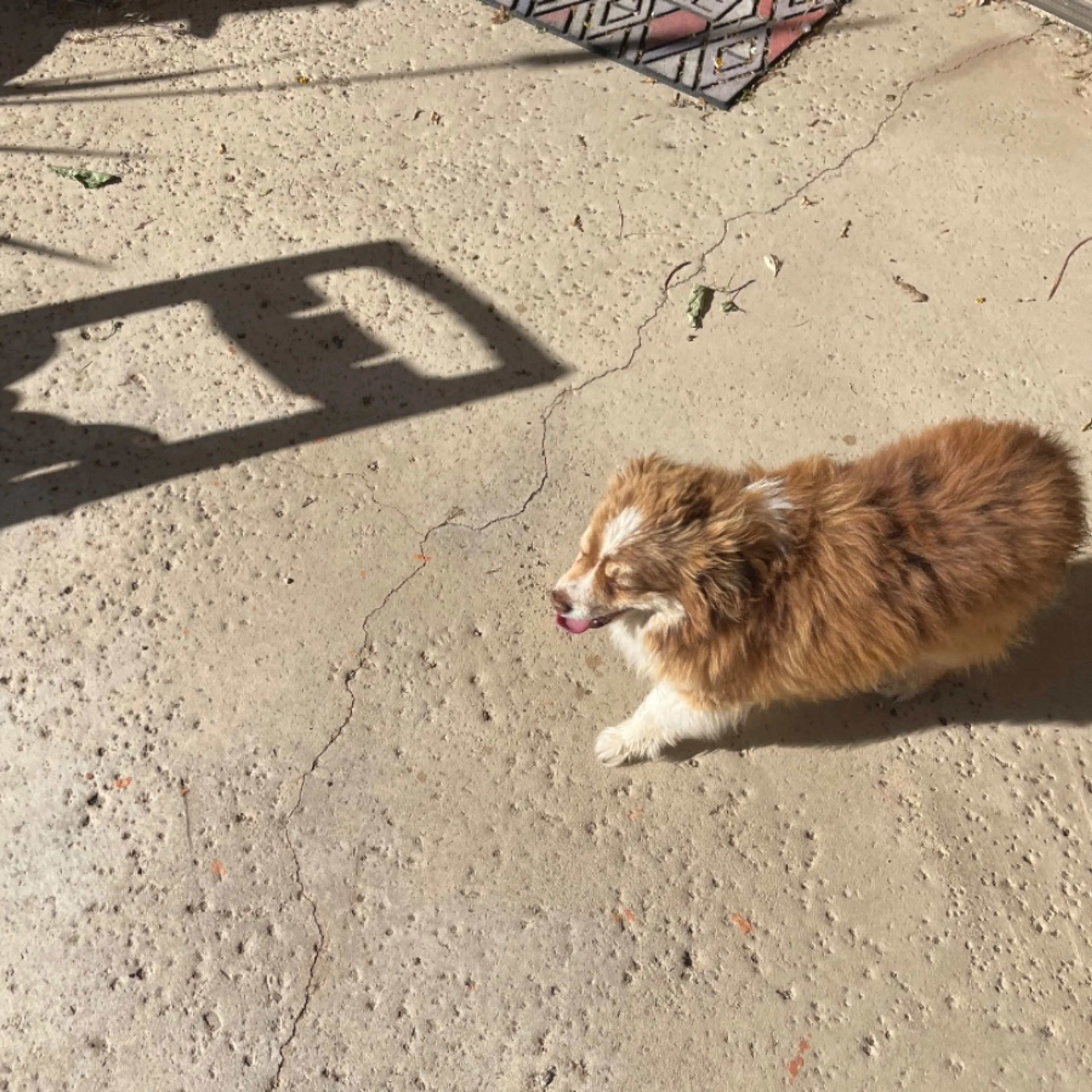 Found pet