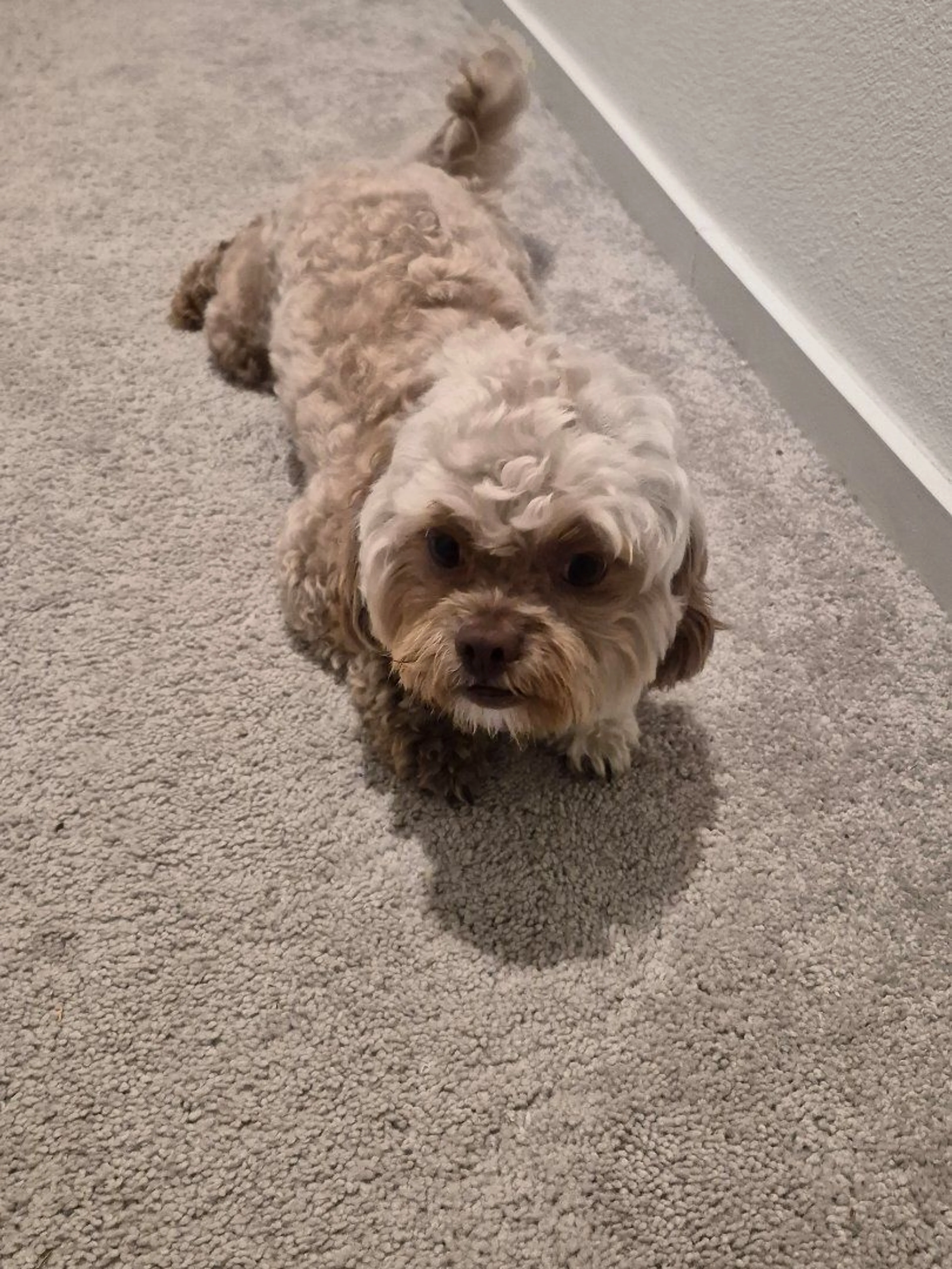Lost pet-2