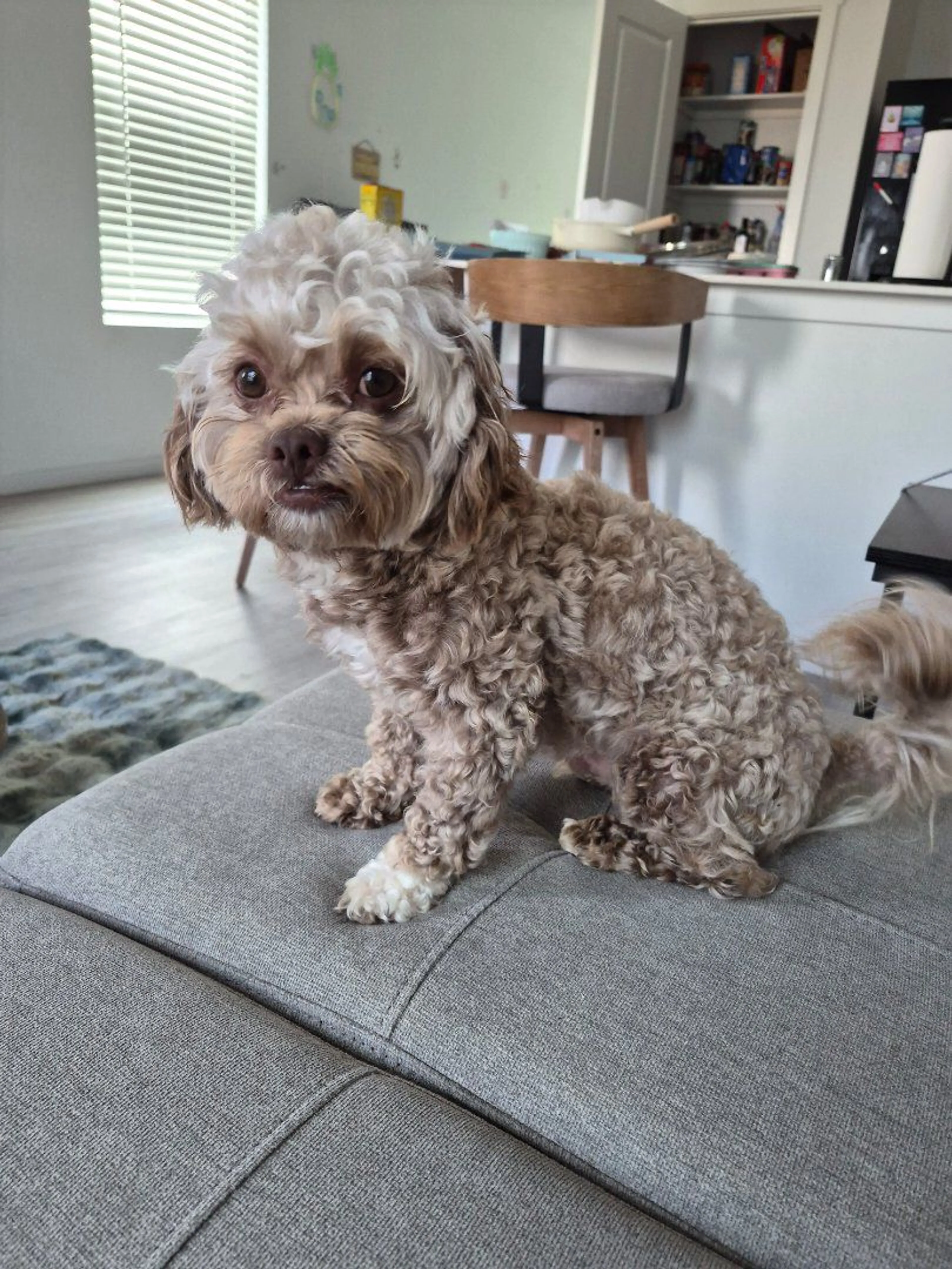 Lost pet-3