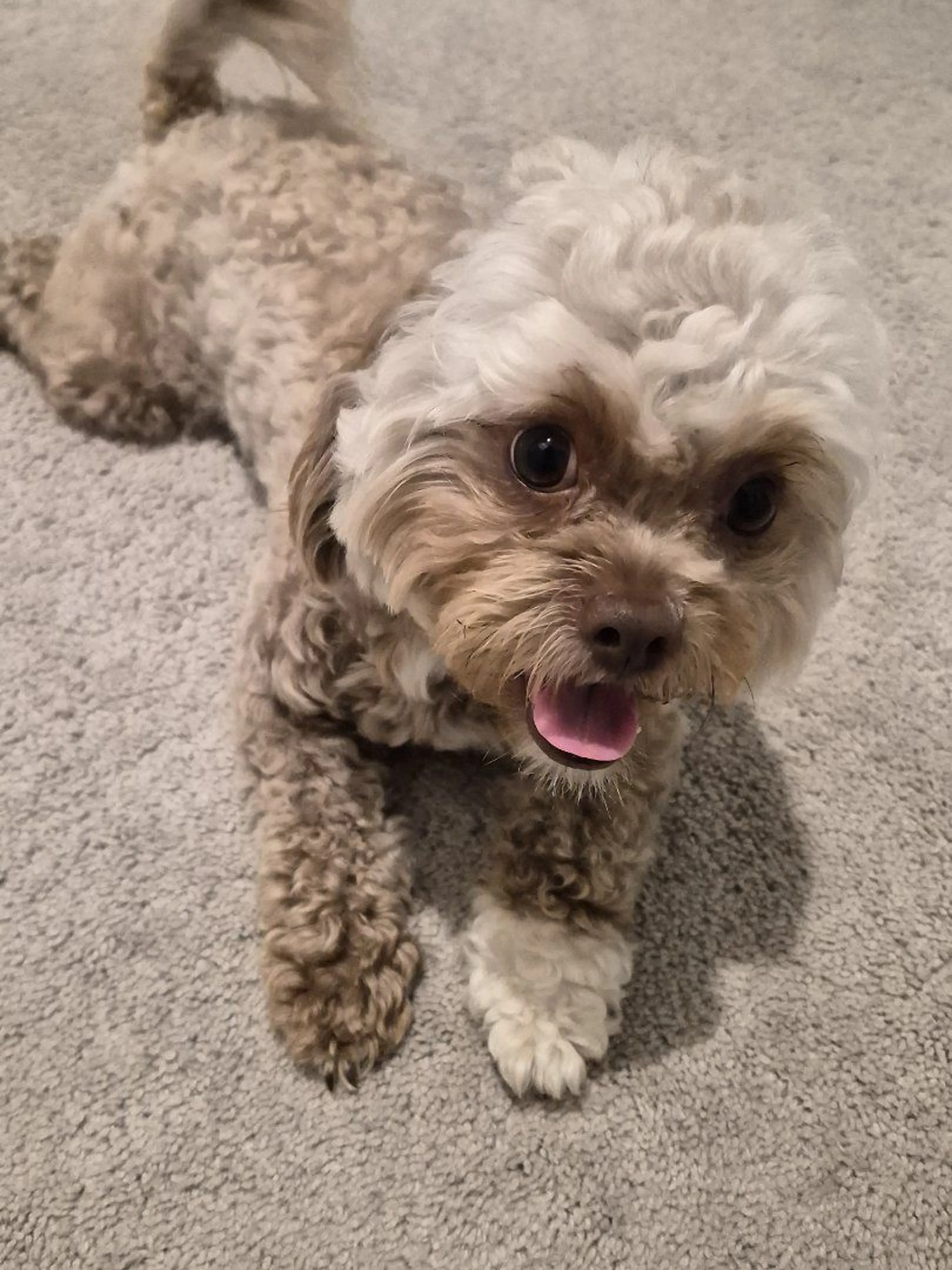 Lost pet-1