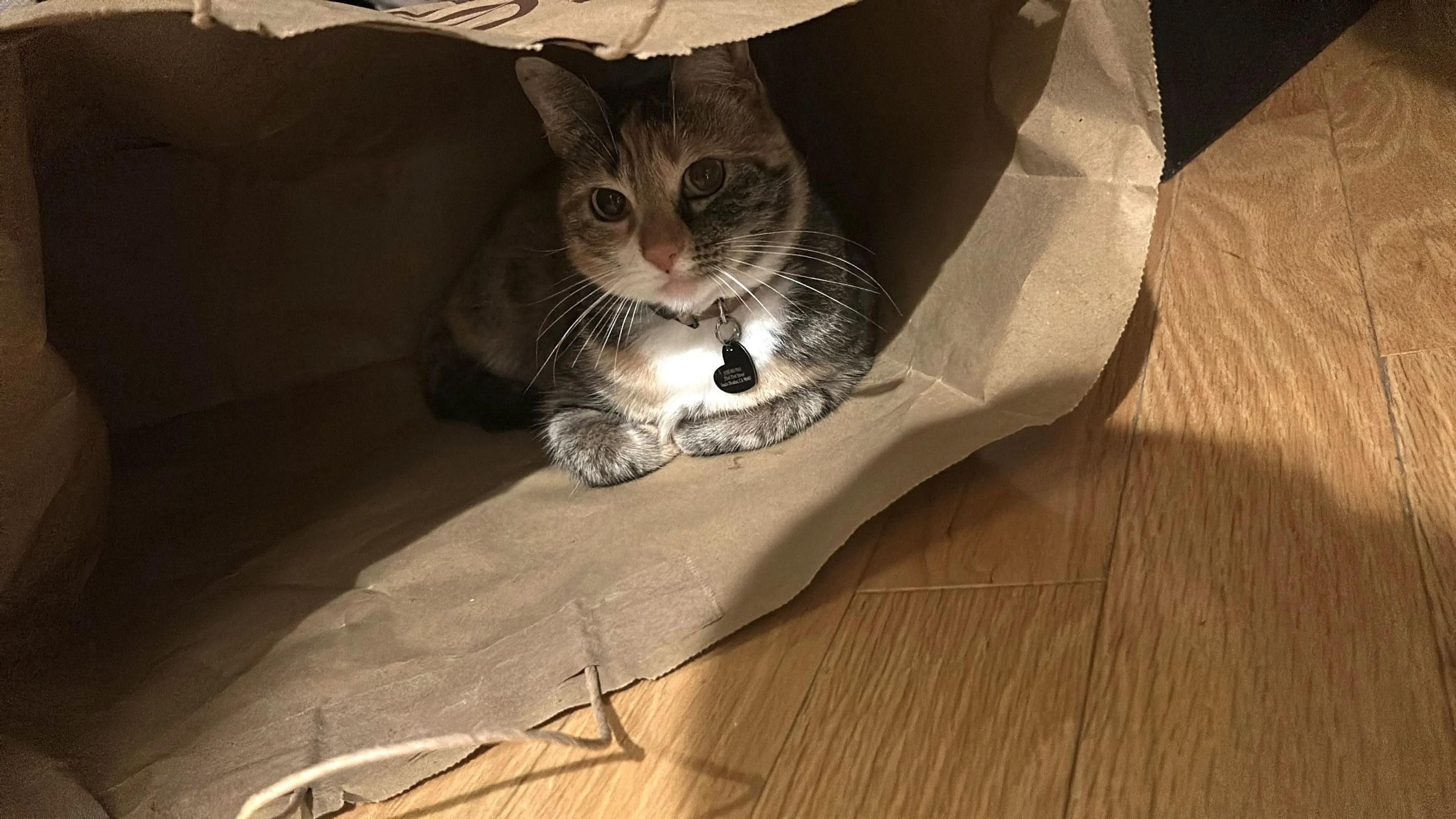 Lost pet-2