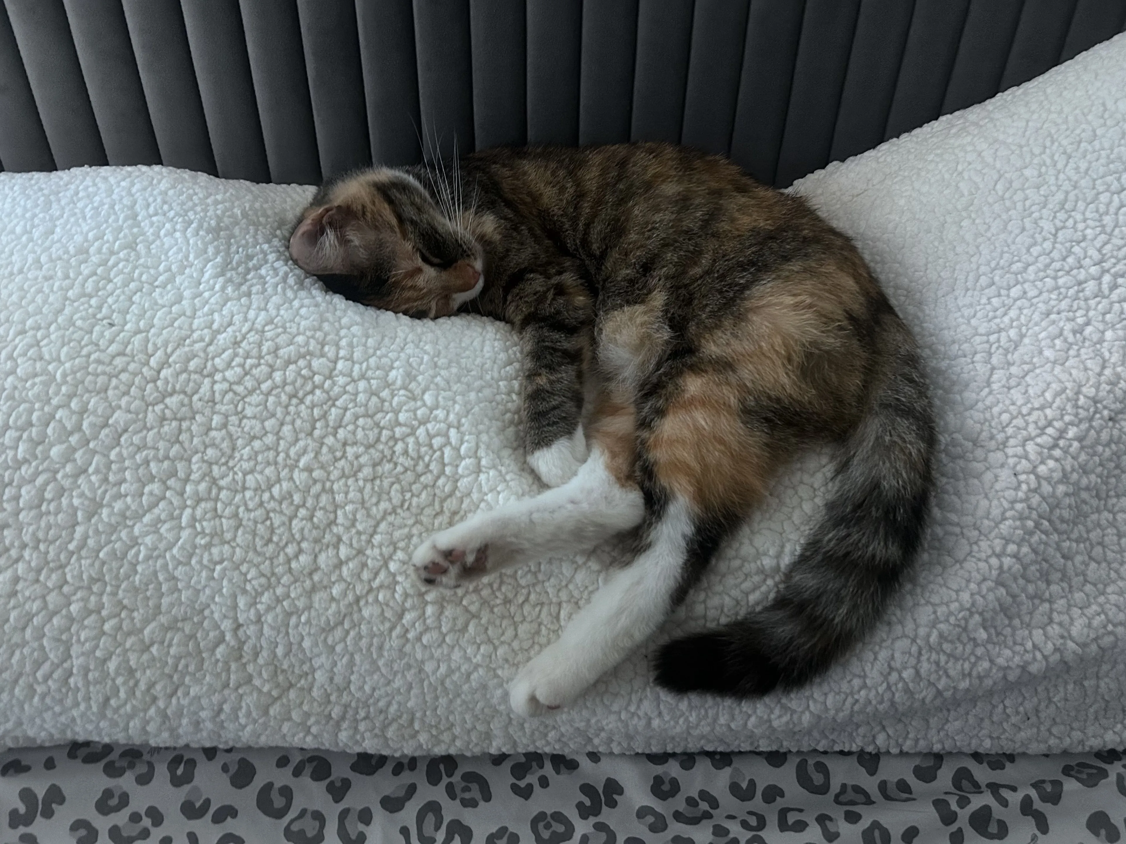 Lost pet-0