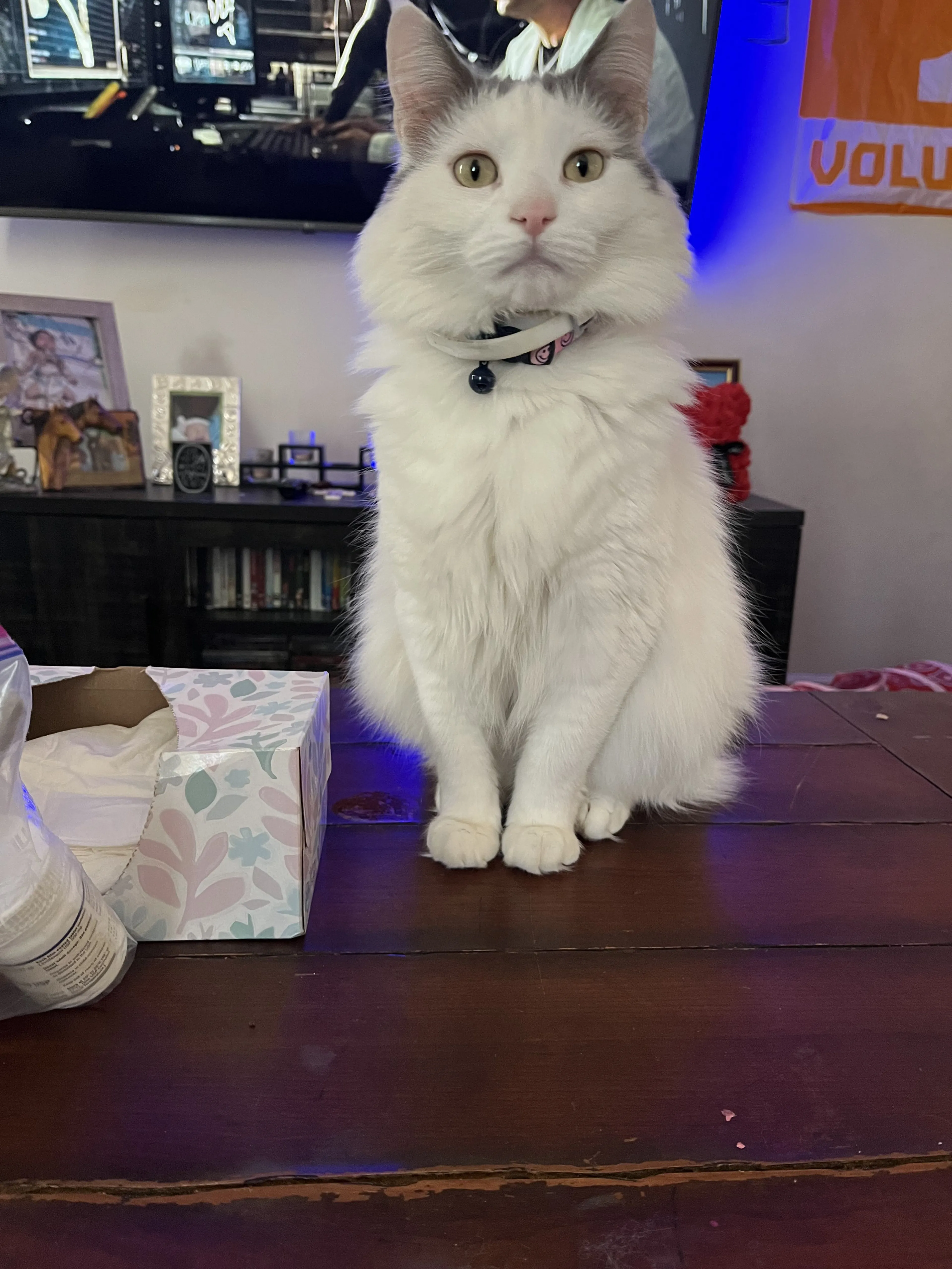 Lost pet-0