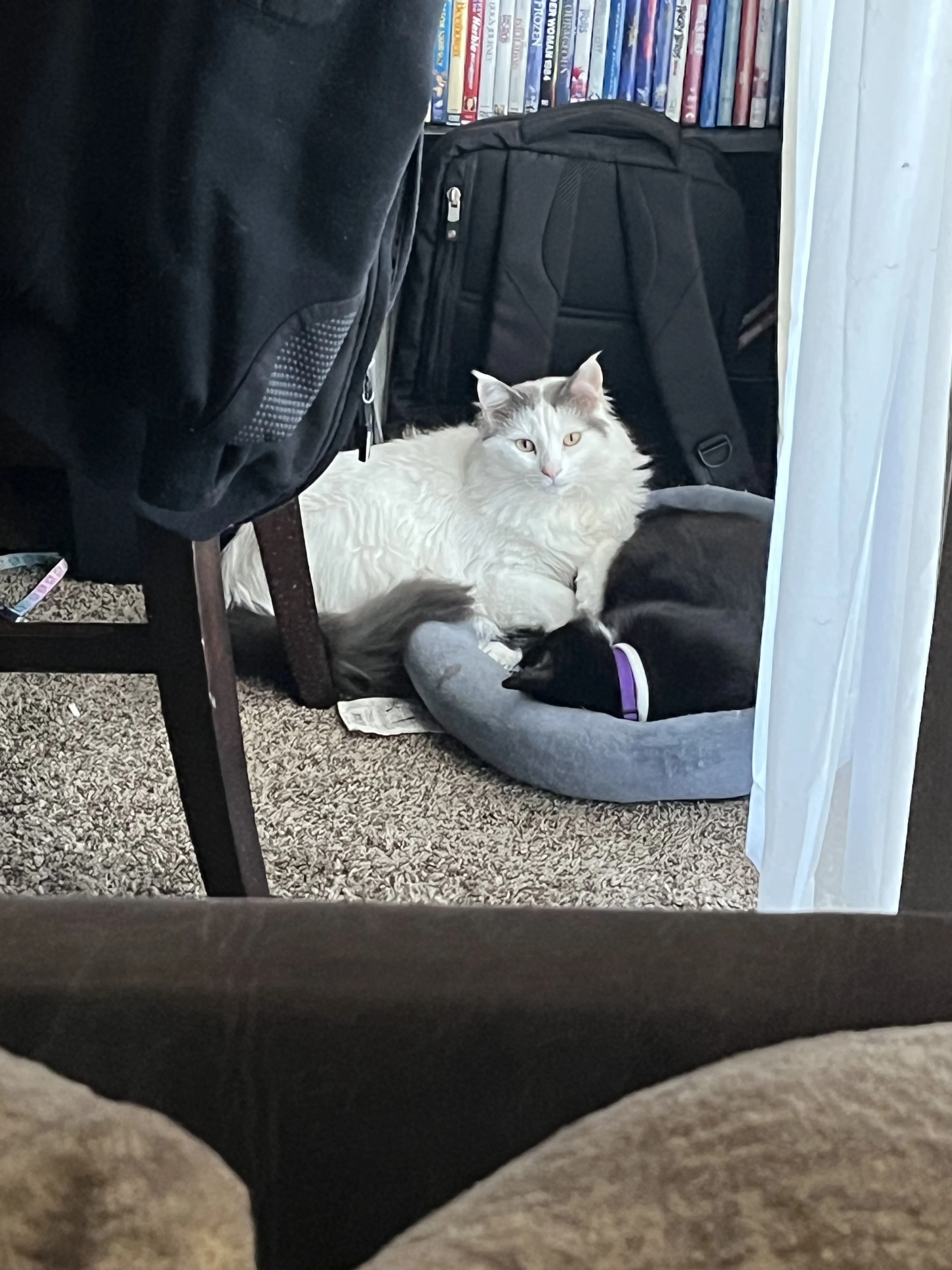 Lost pet-2