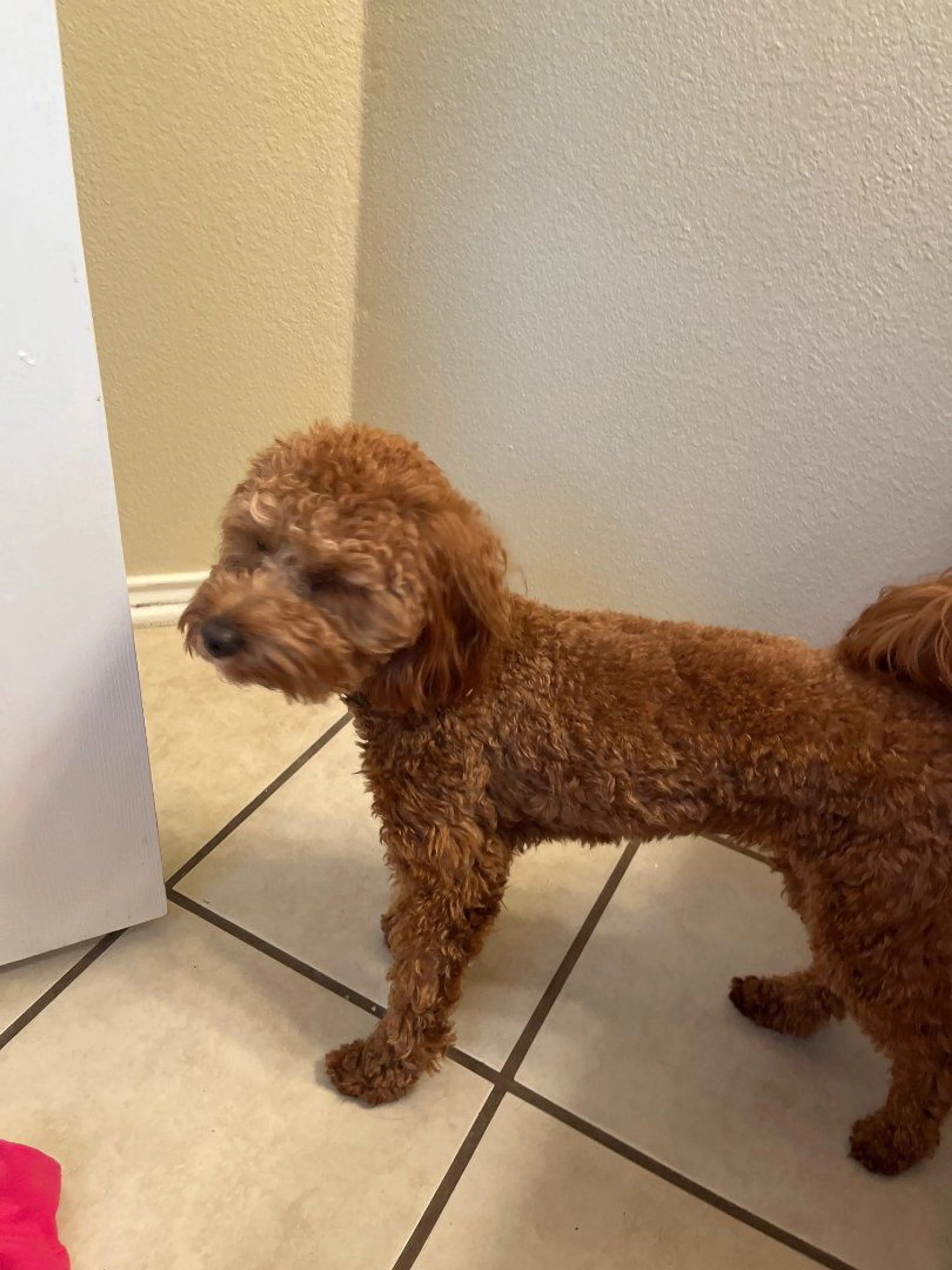 Lost pet