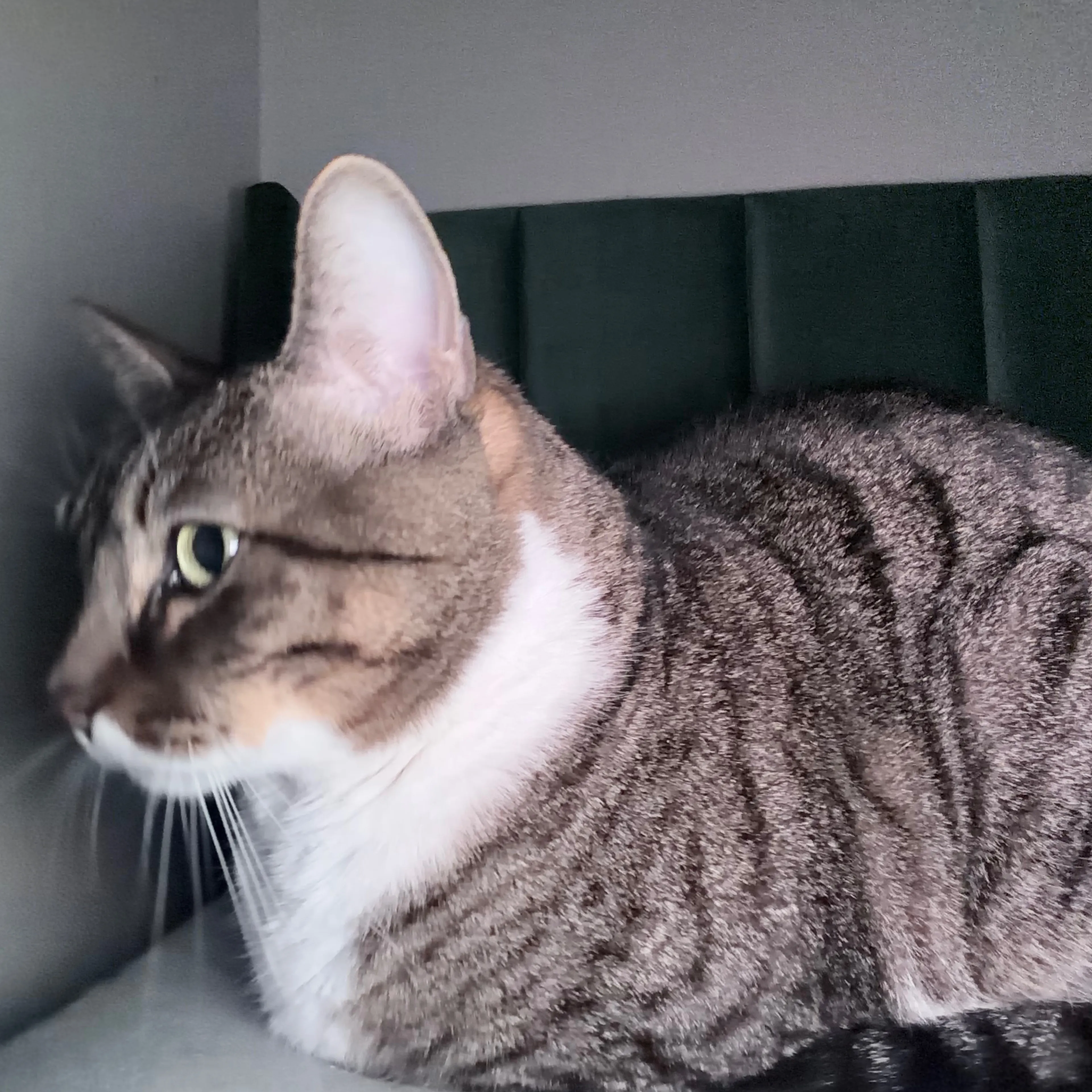 Lost pet-3