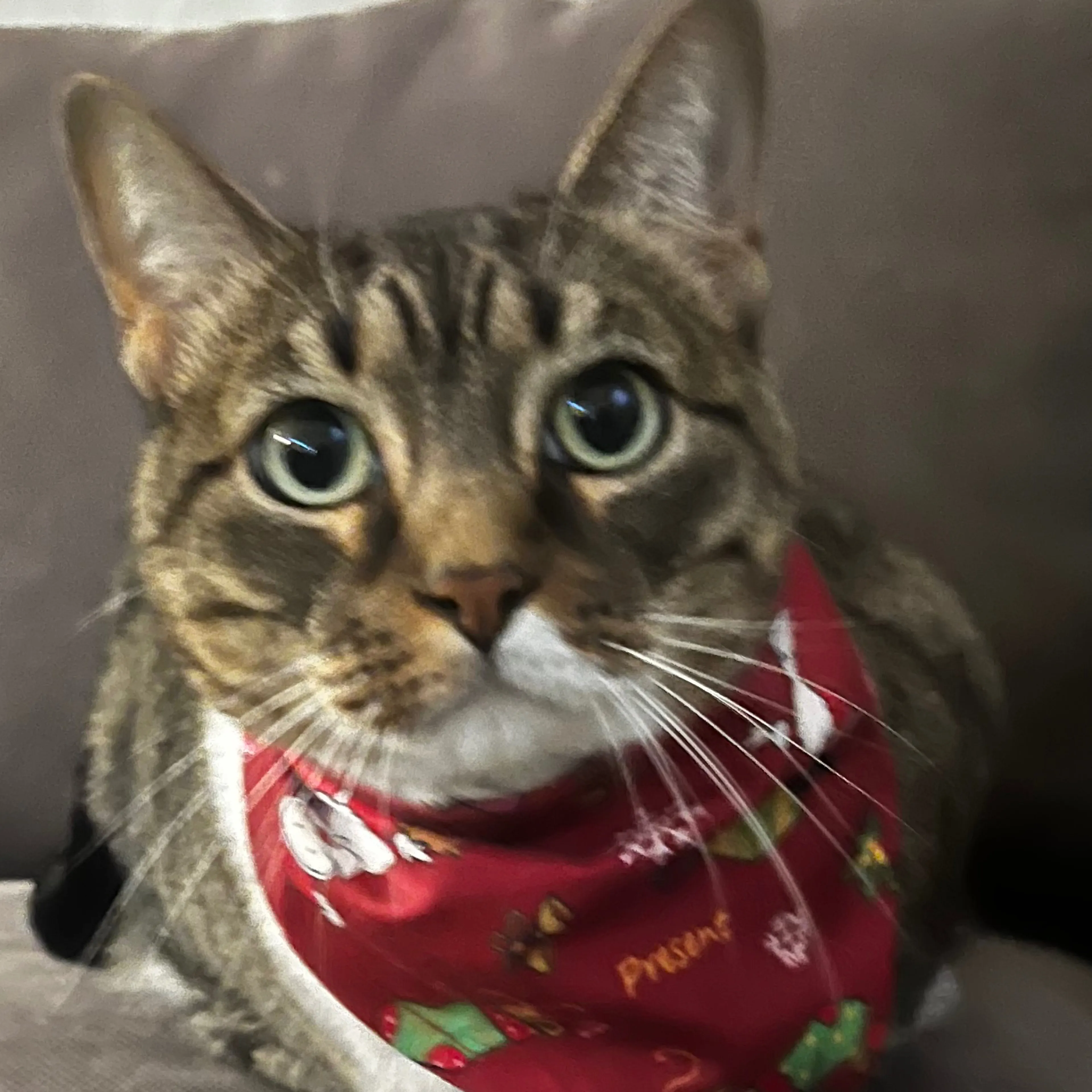 Lost pet-2