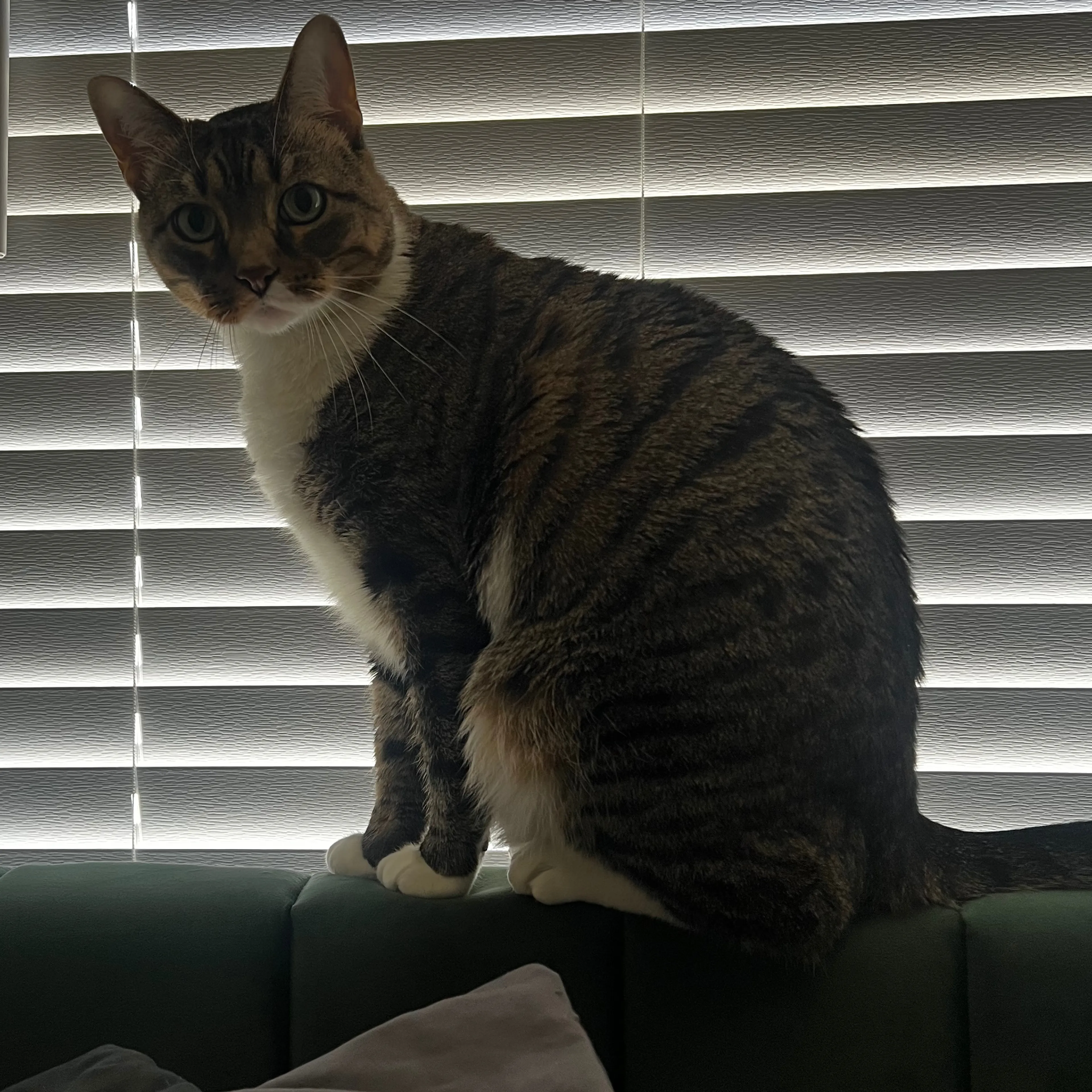 Lost pet-1