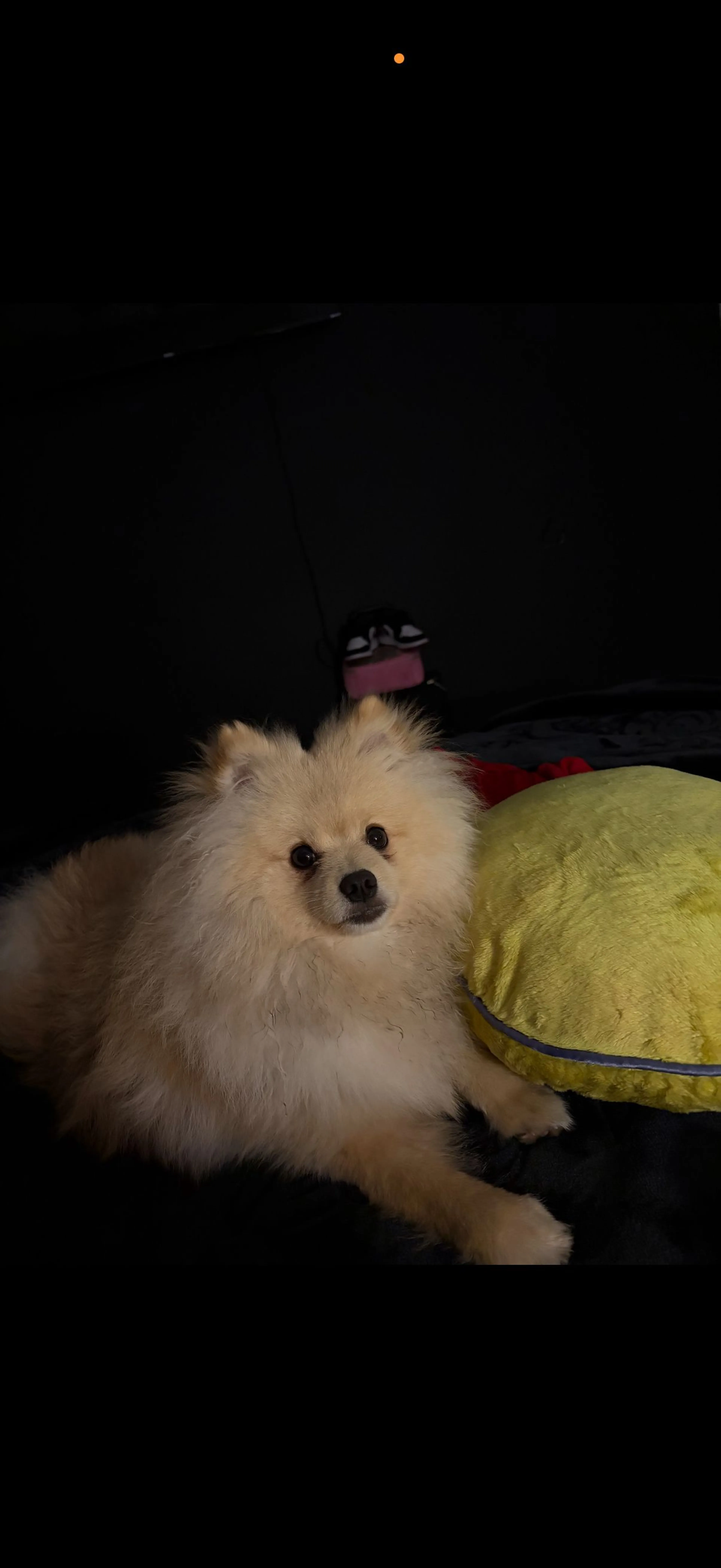 Lost pet-1