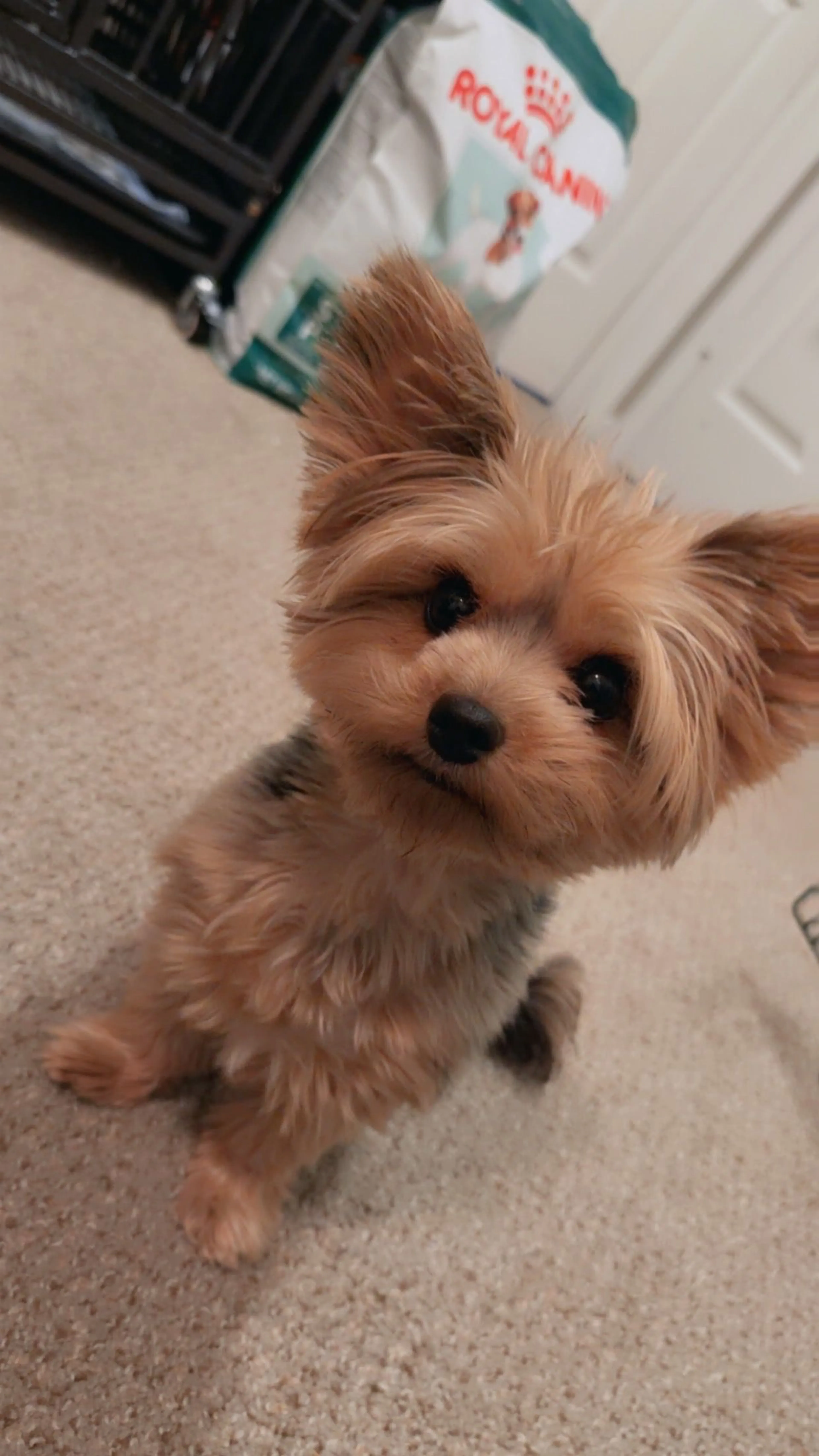 Lost pet