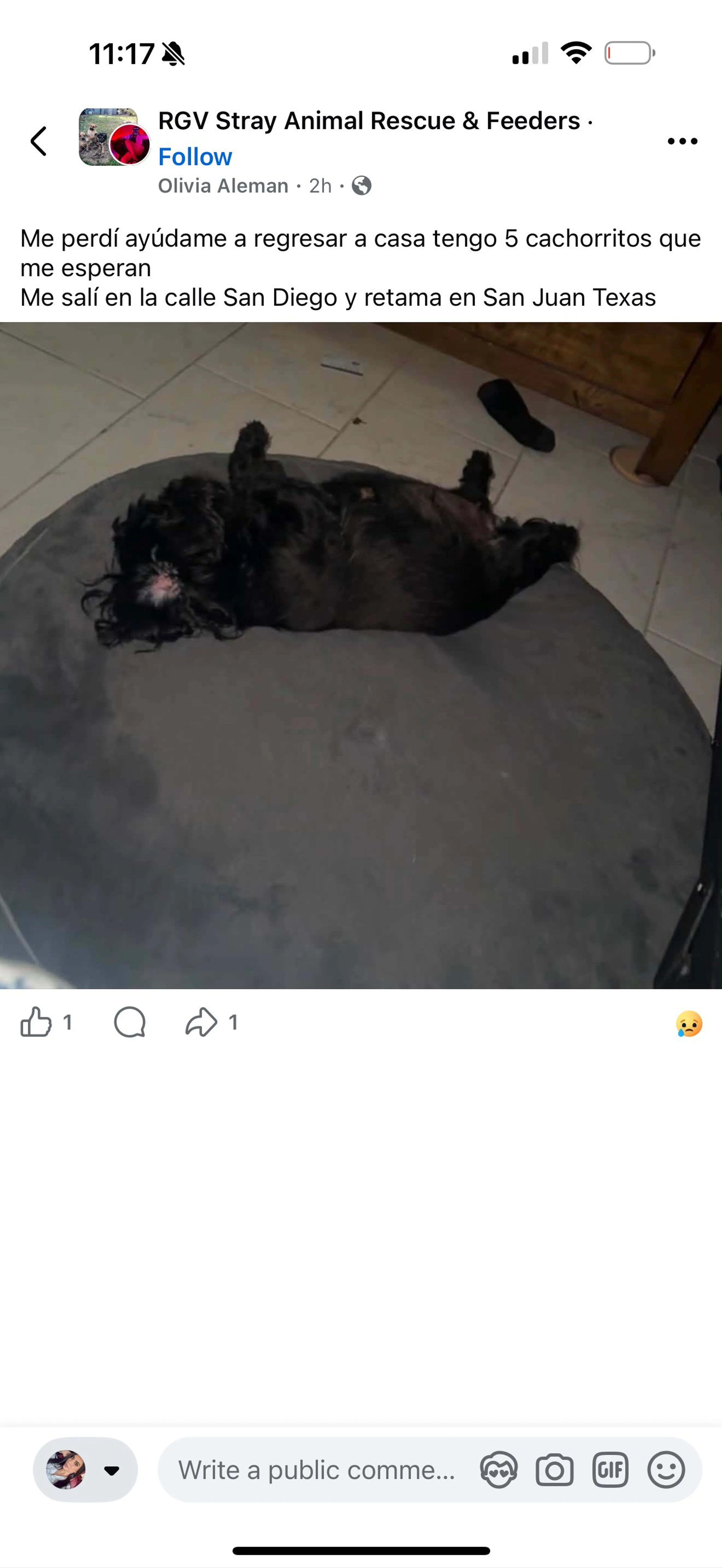 Lost pet