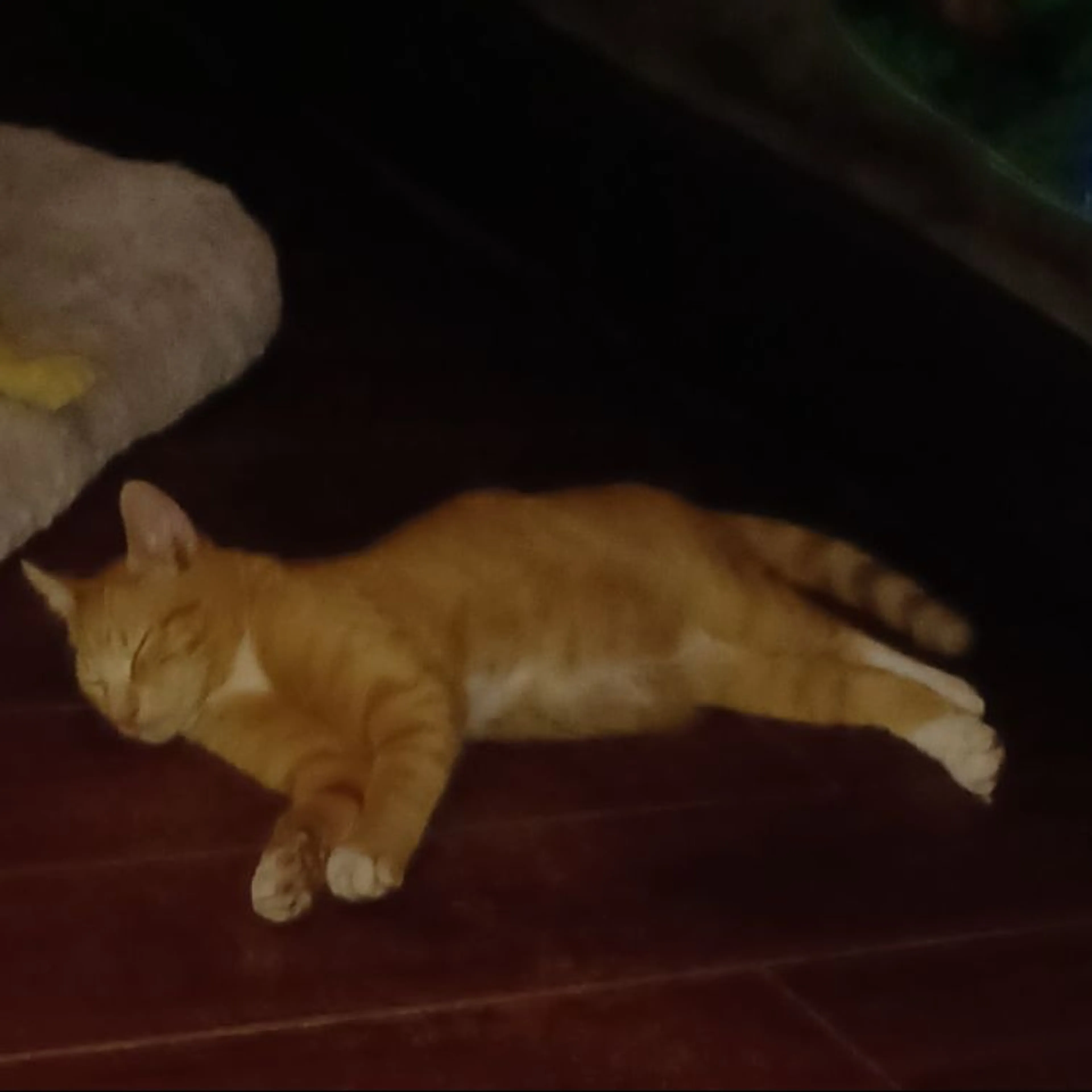 Lost pet