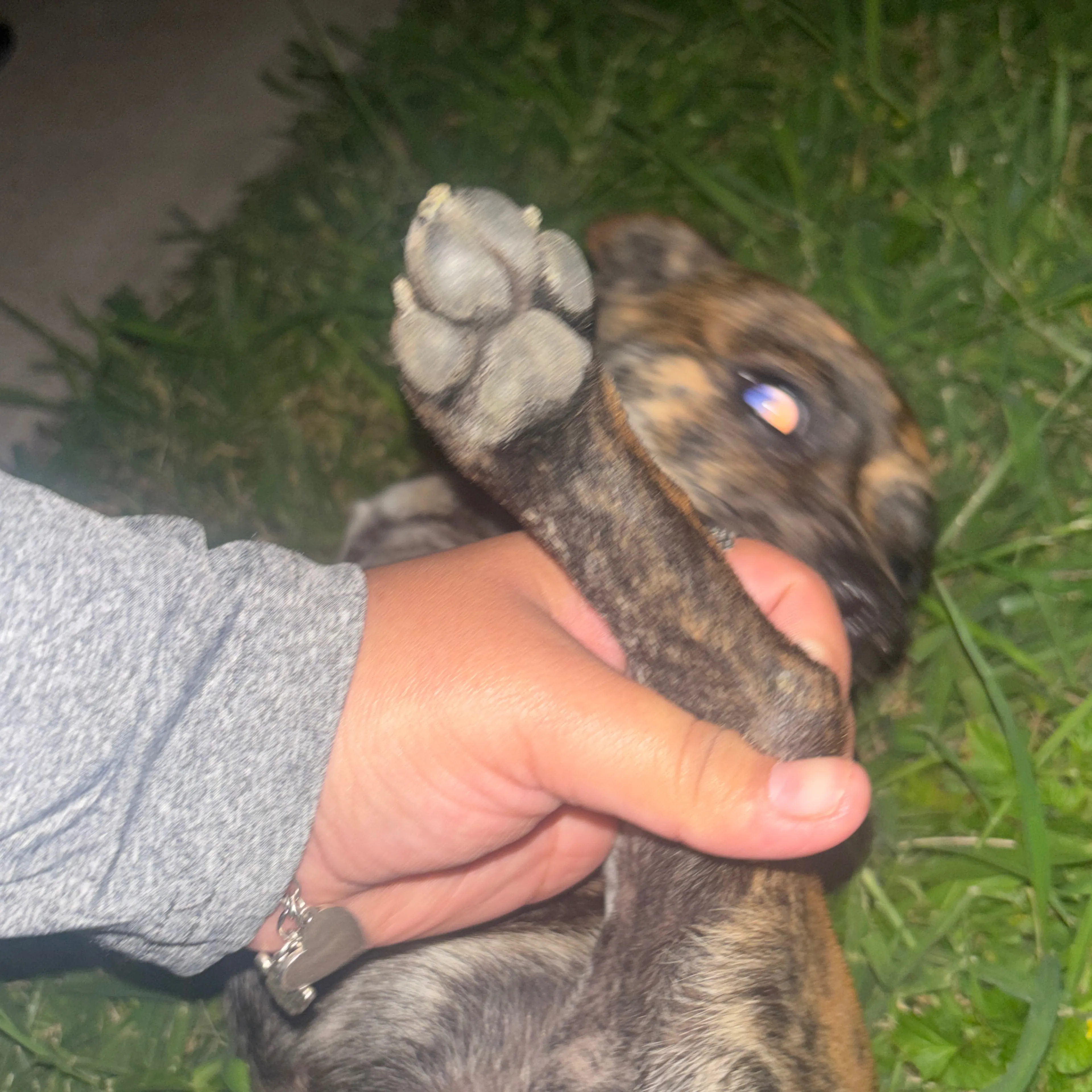 Lost pet-3
