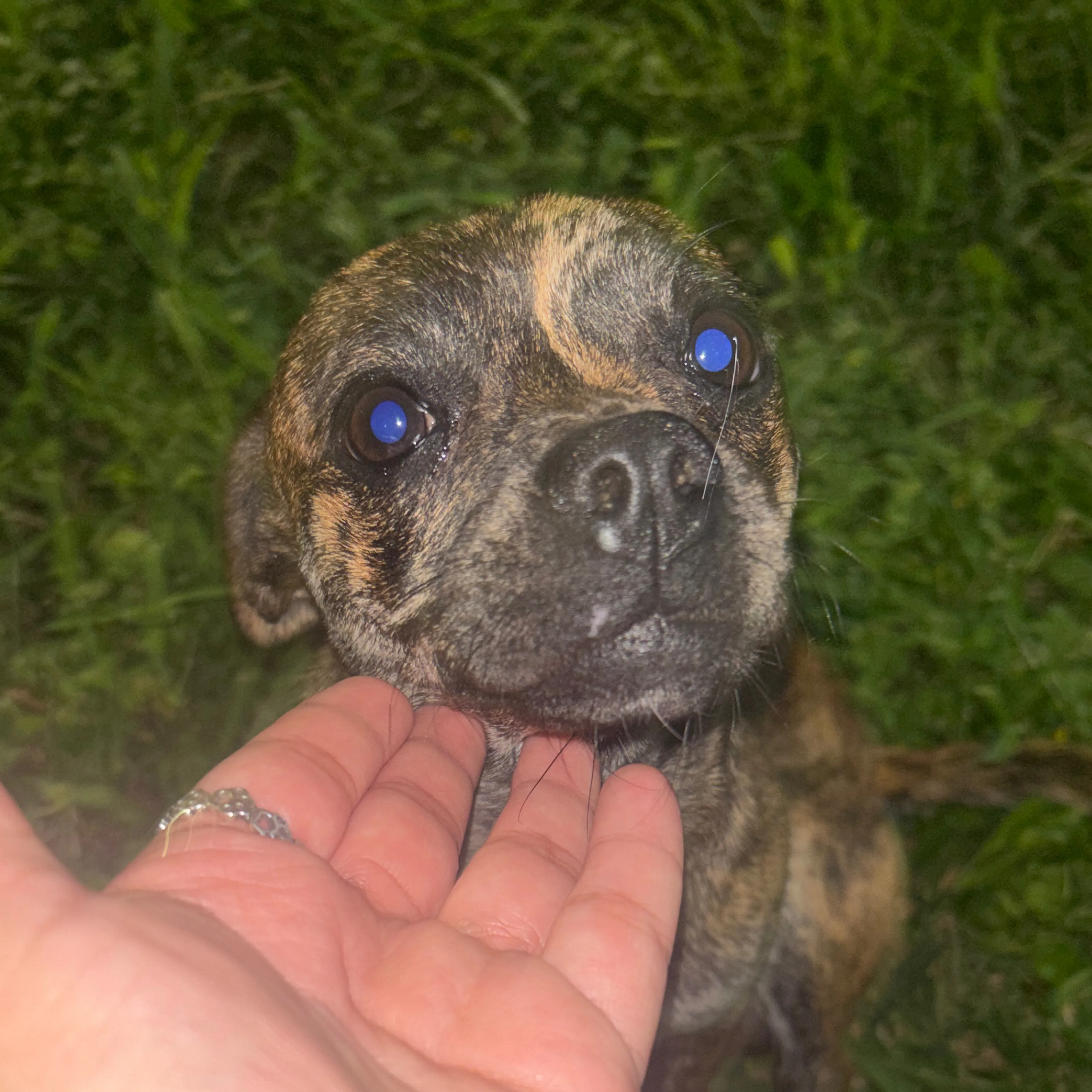 Lost pet-2