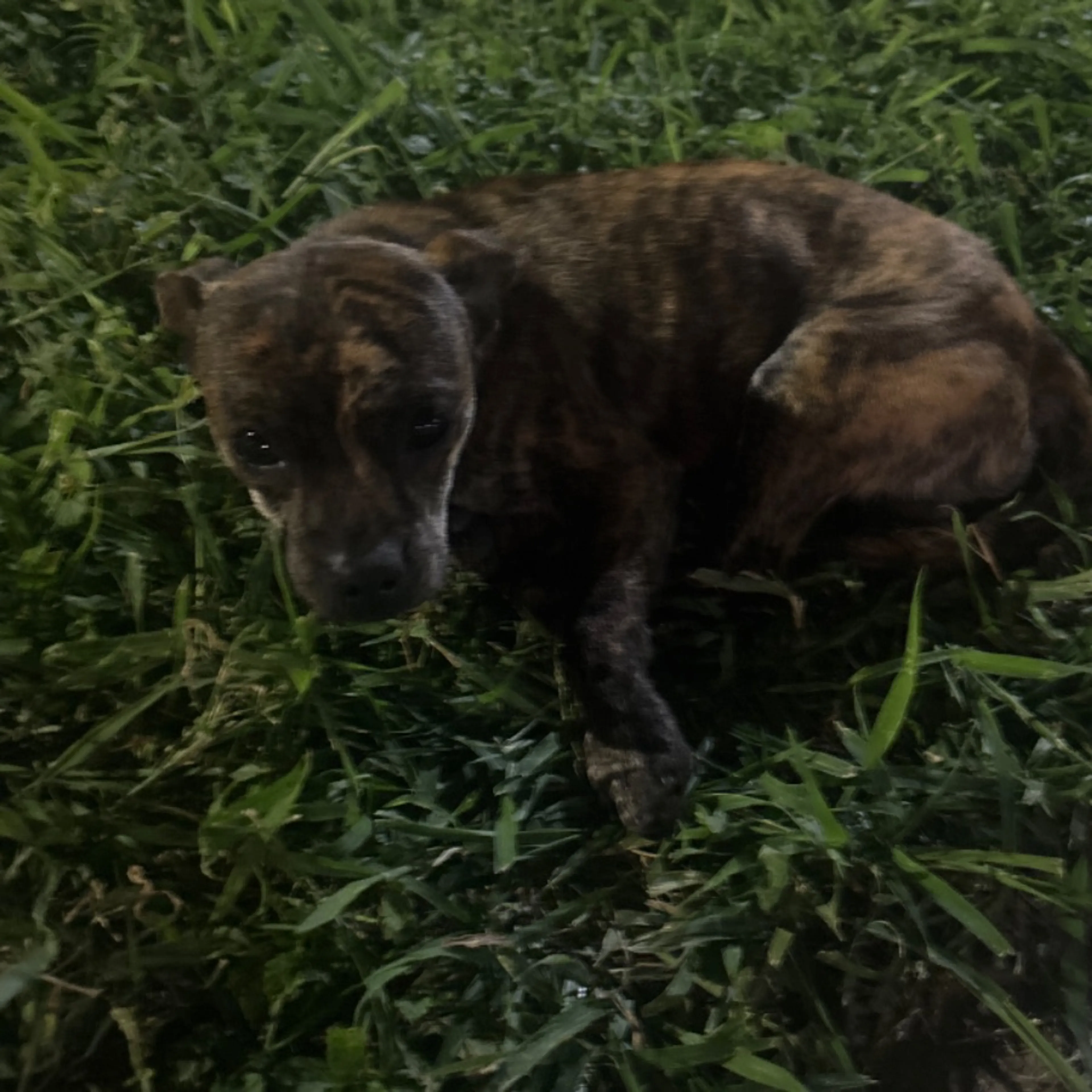 Lost pet-0