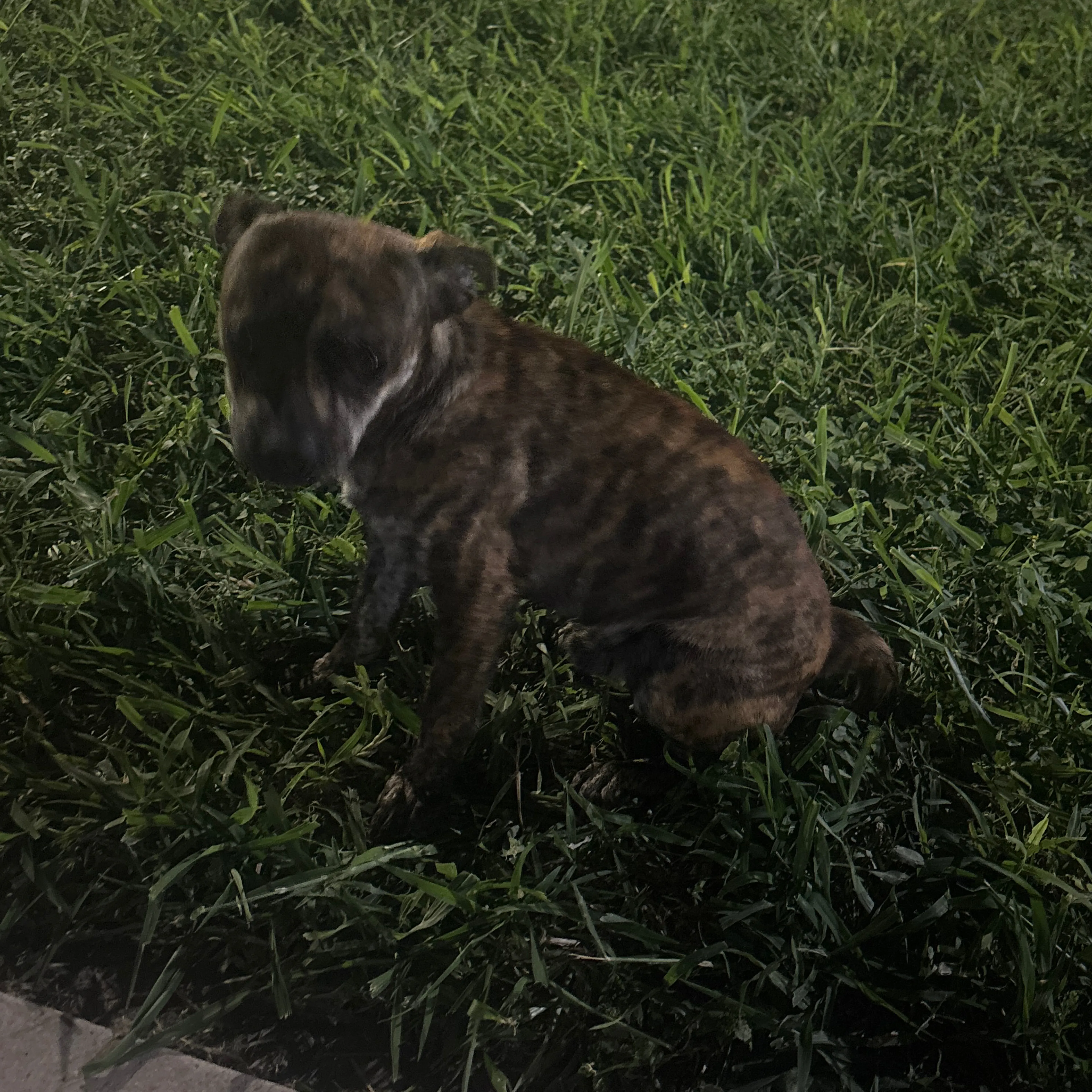 Lost pet-1