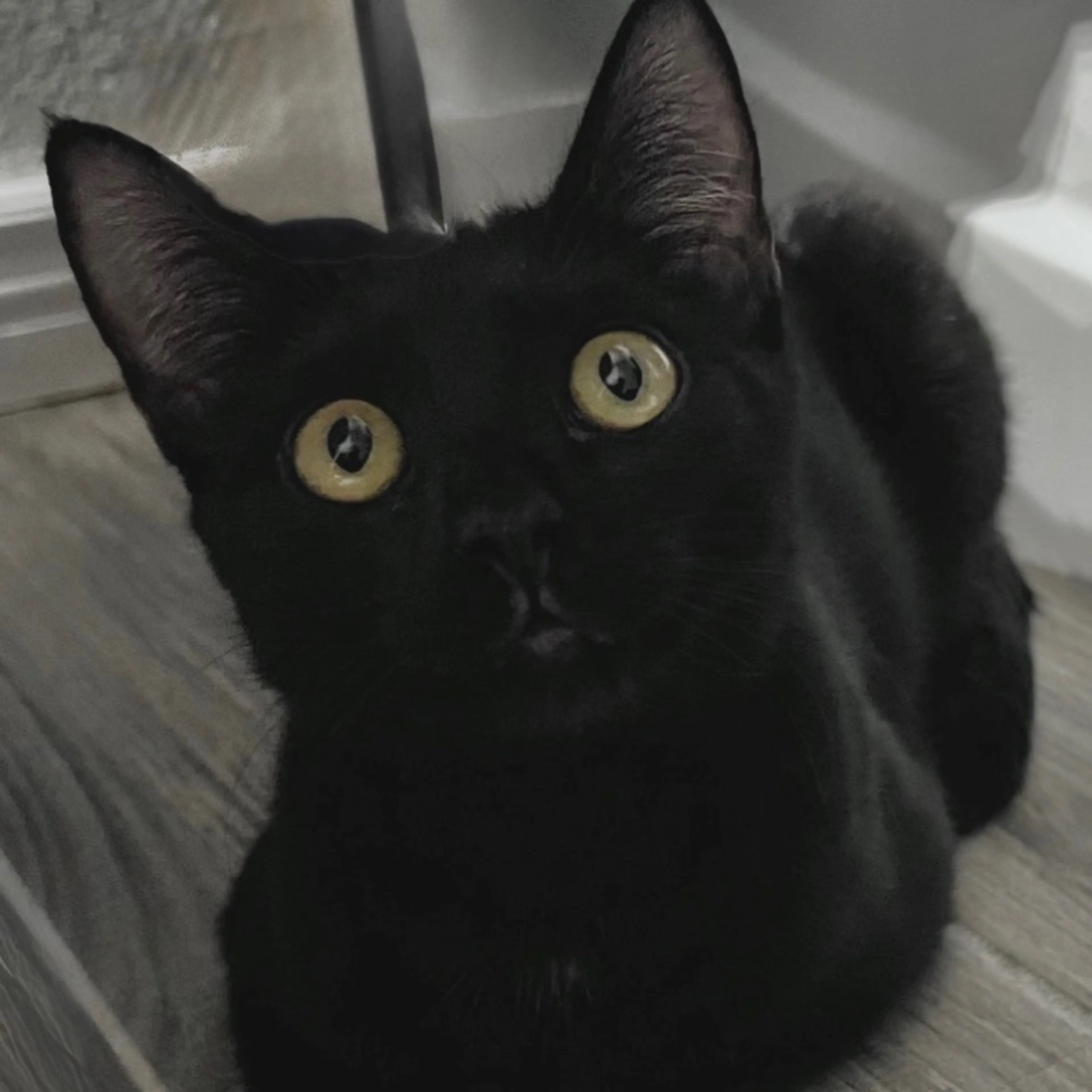Found pet