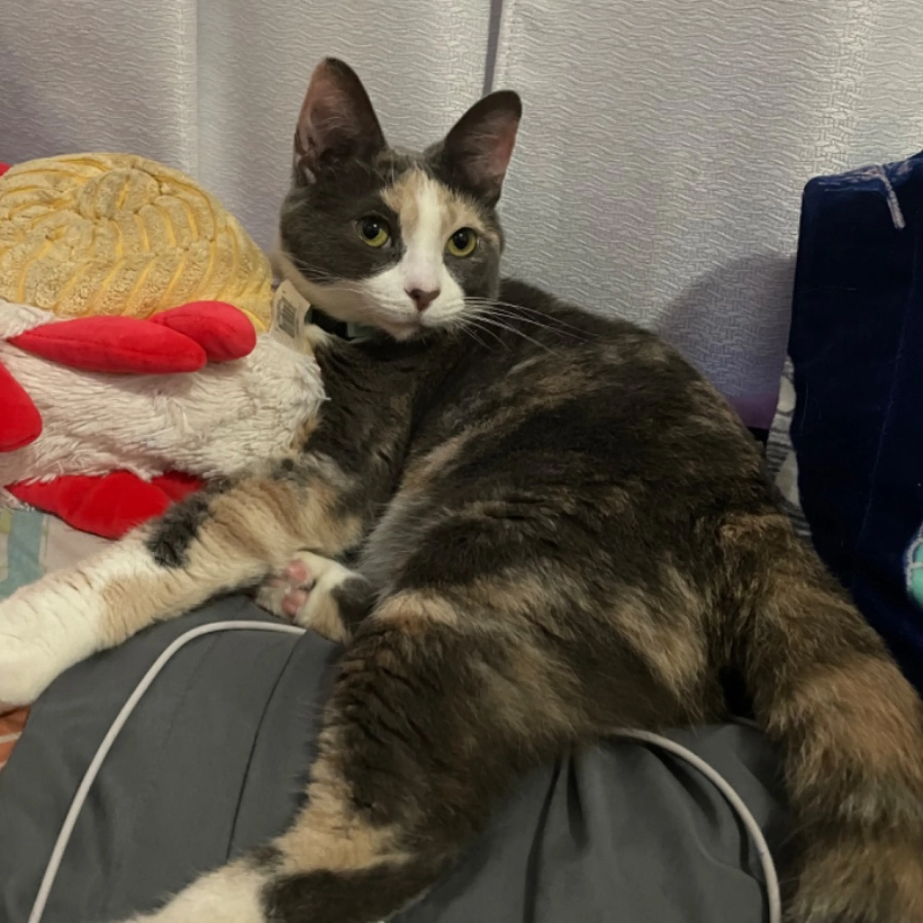 Lost pet