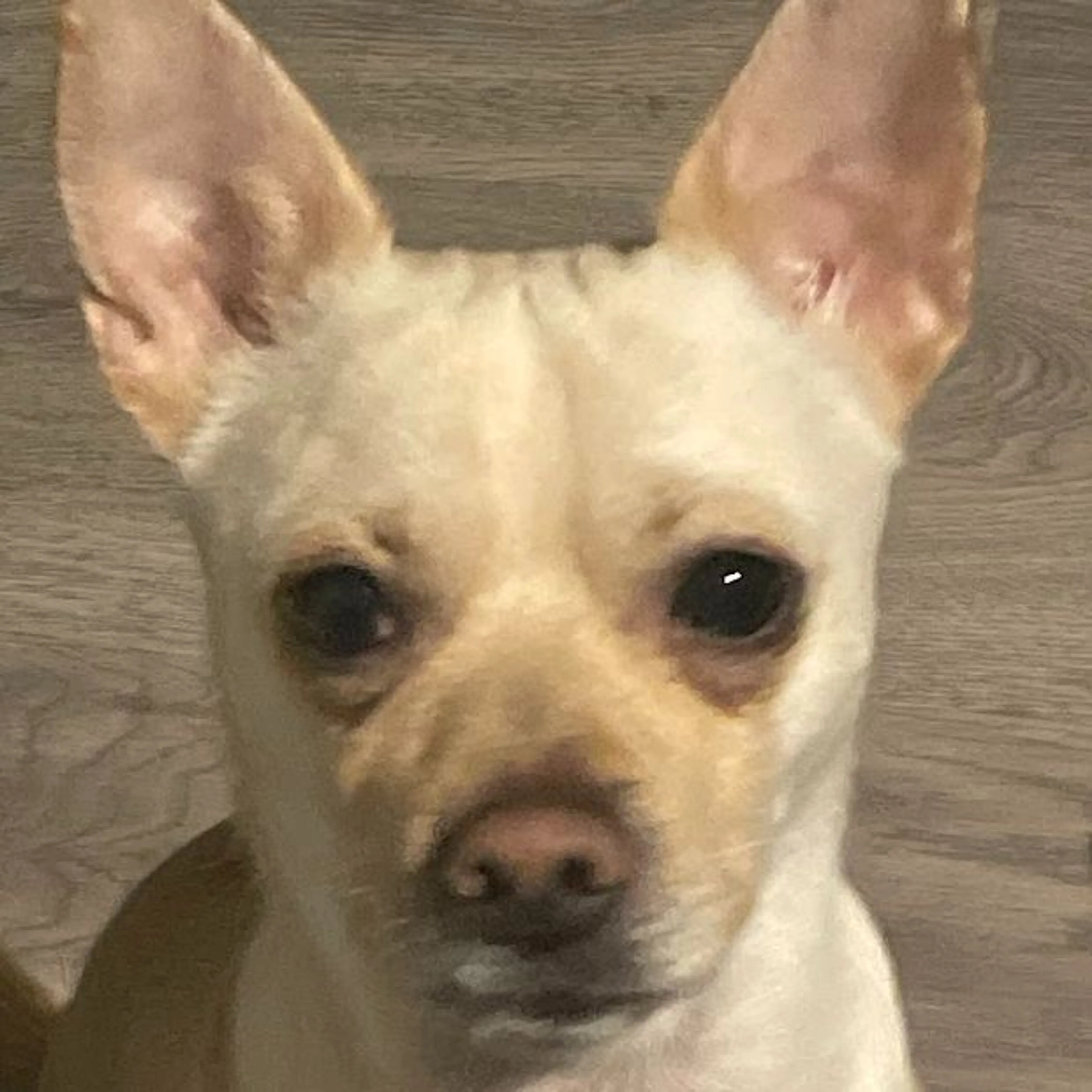 Lost pet