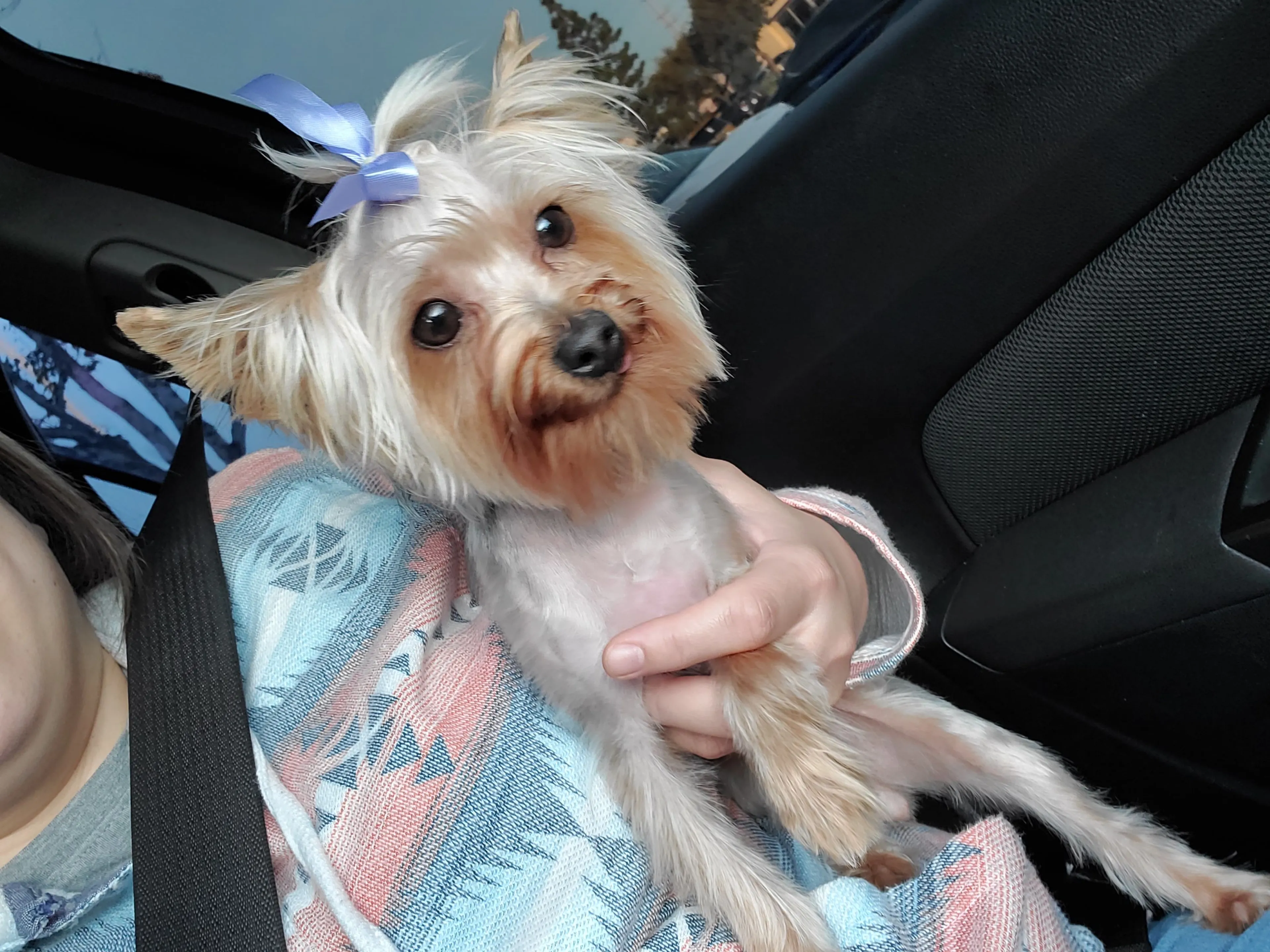 Lost pet