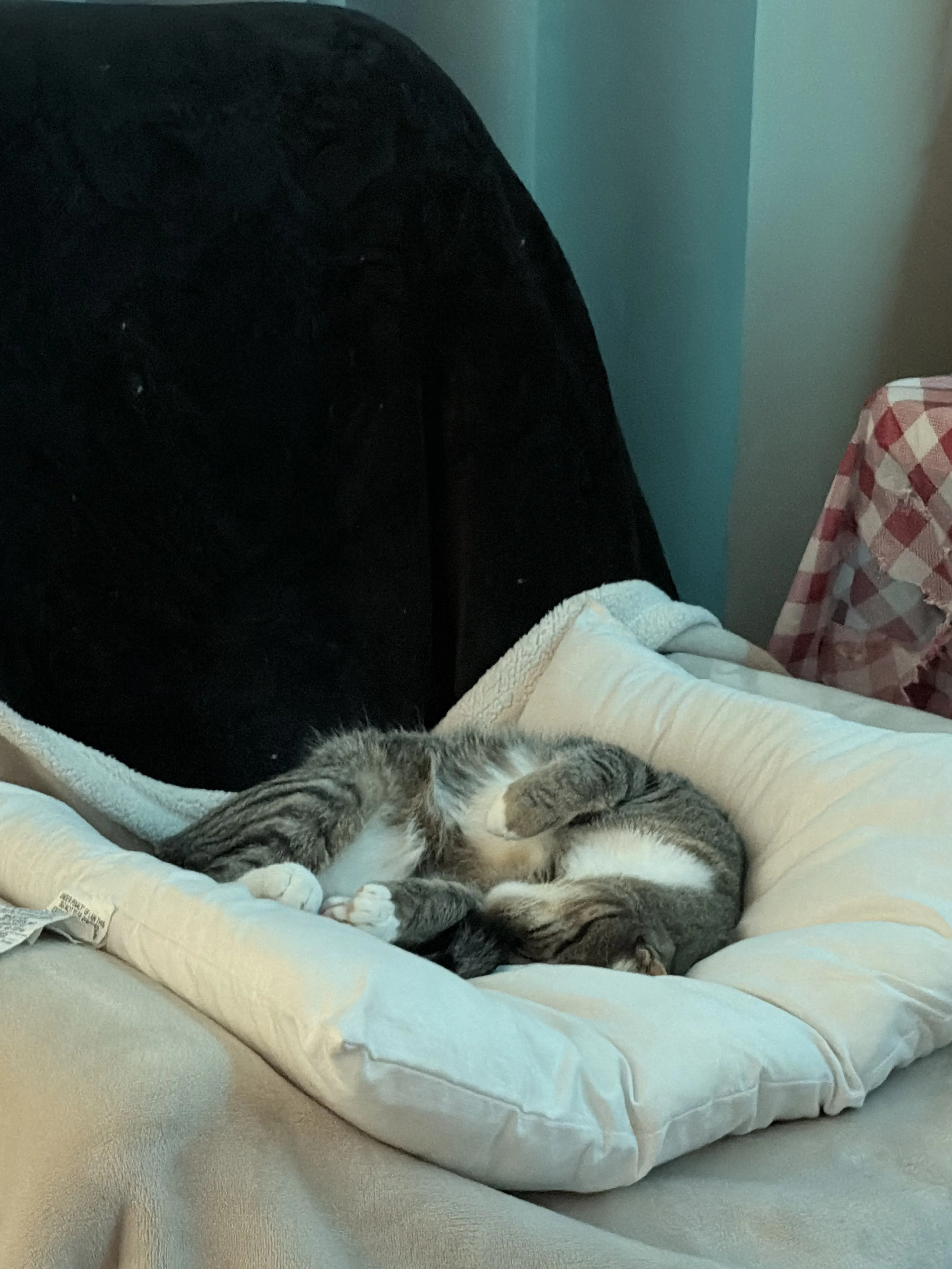 Lost pet-2