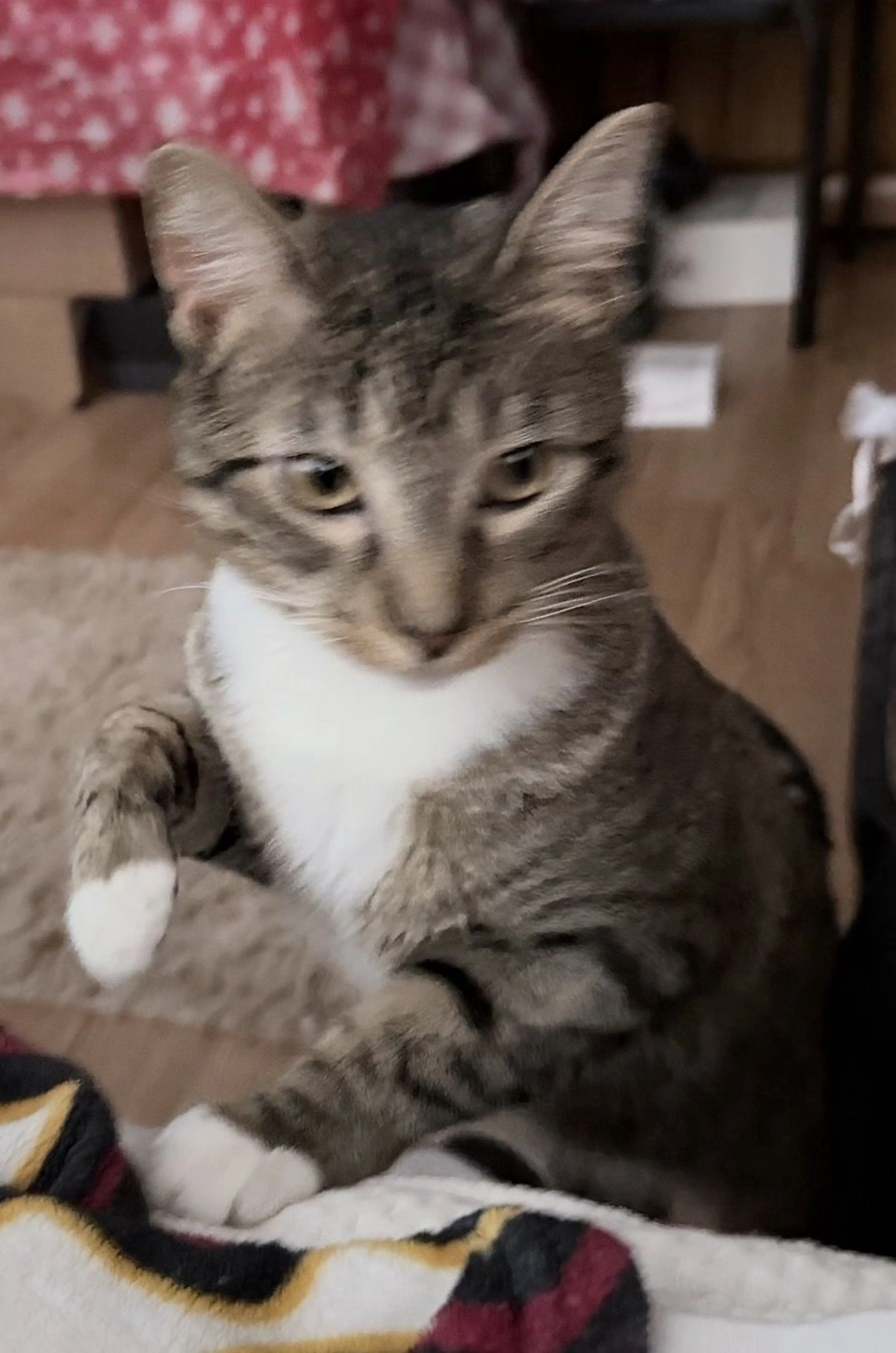 Lost pet-0