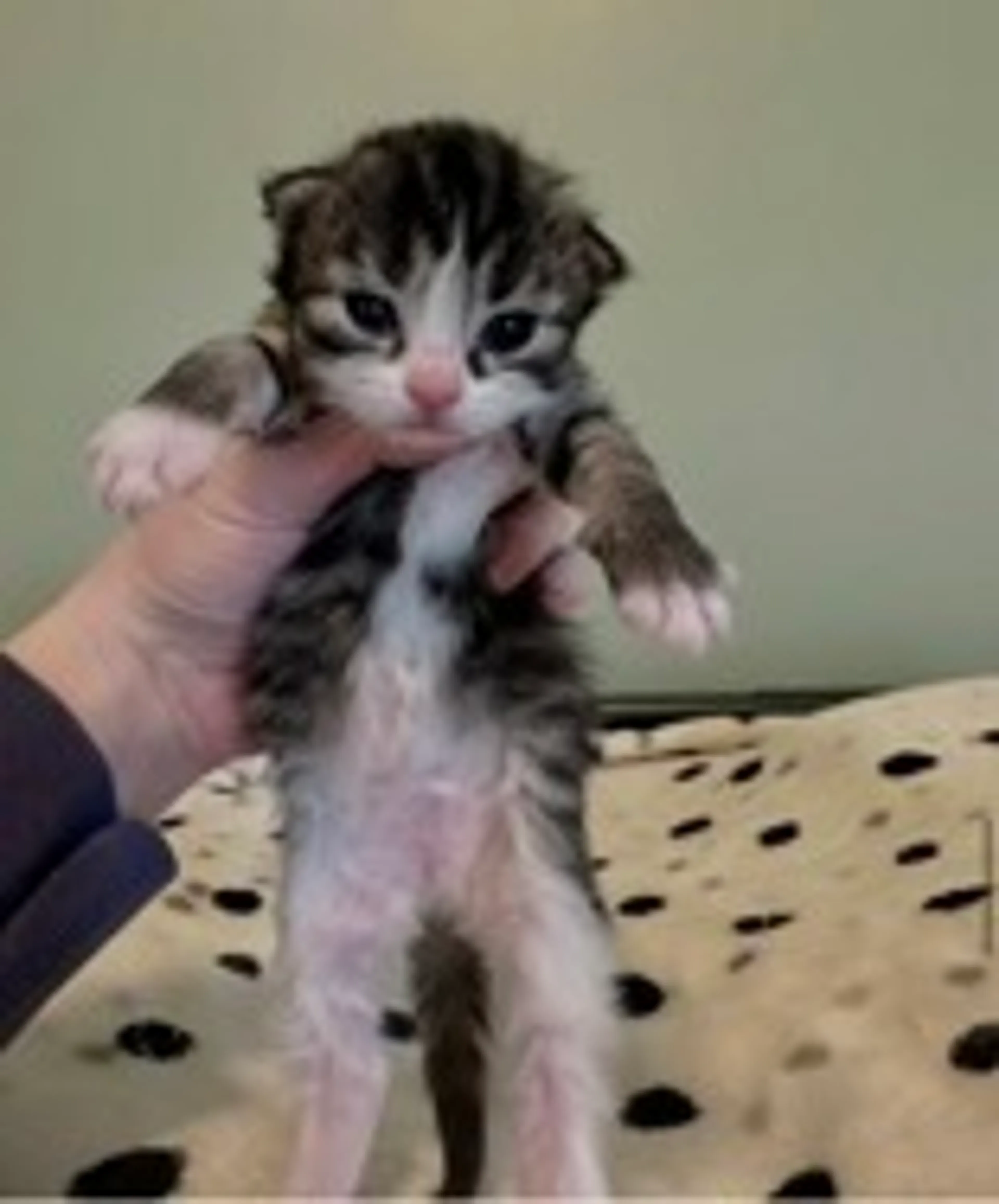 Found pet