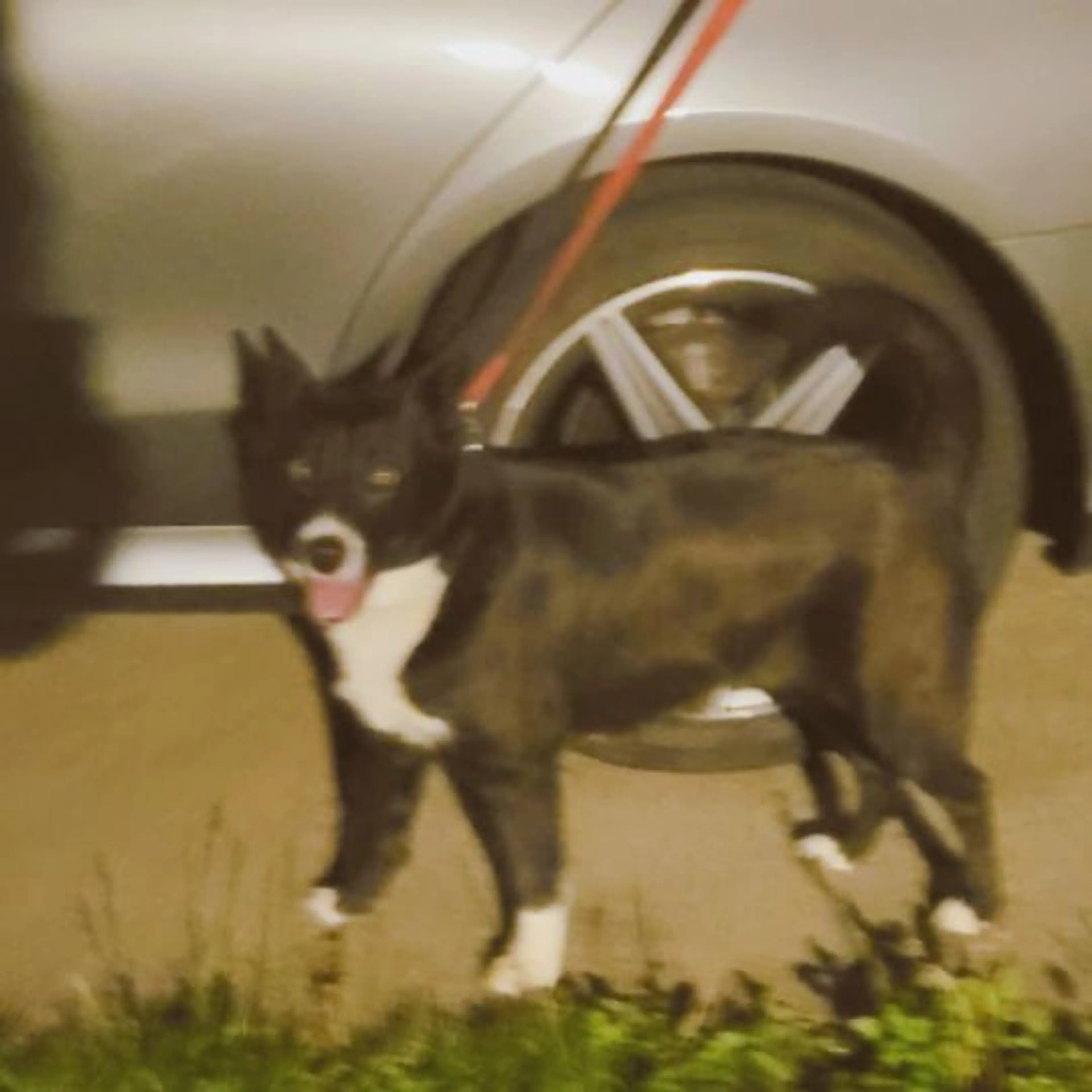 Found pet