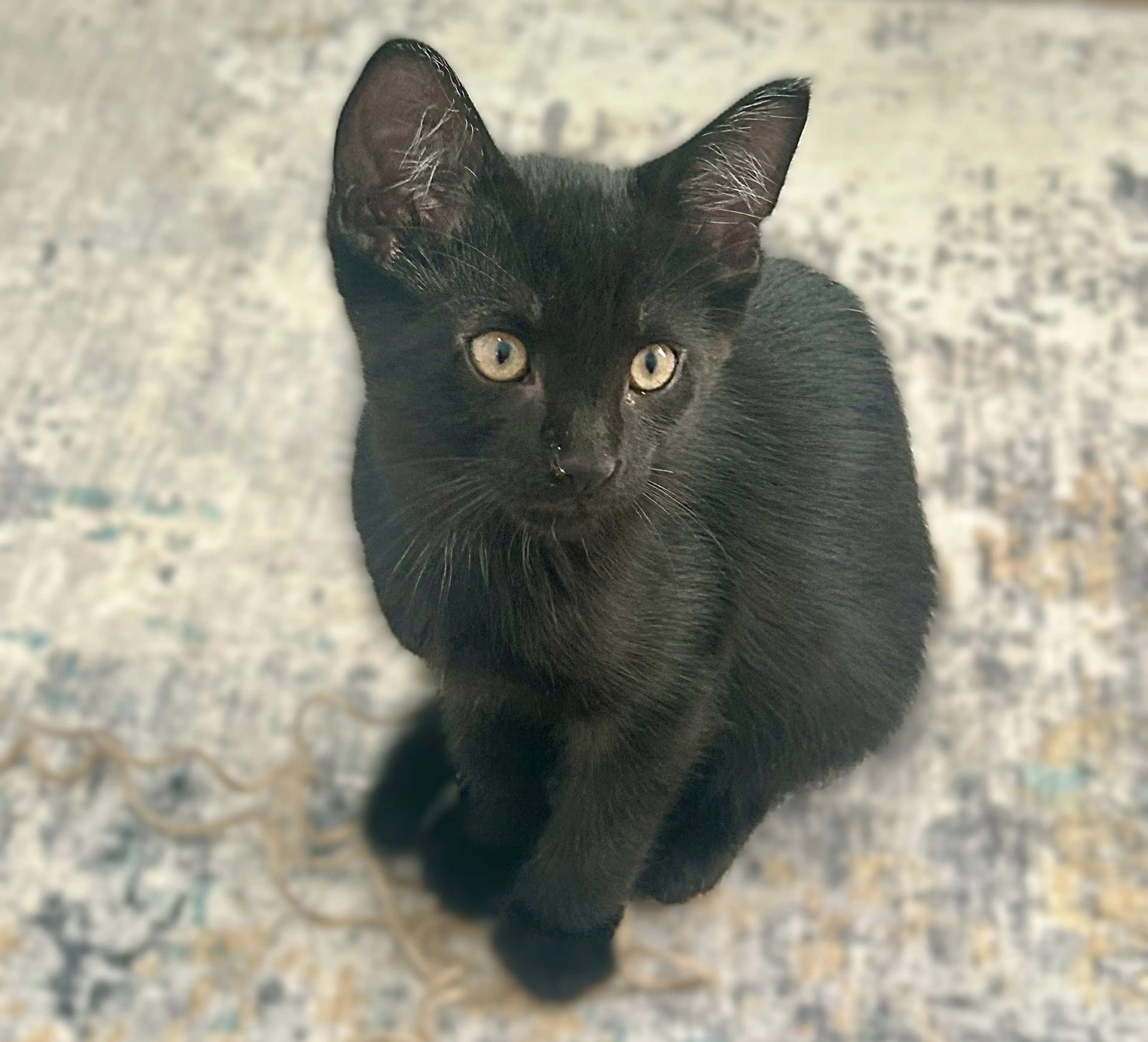 Found pet-0