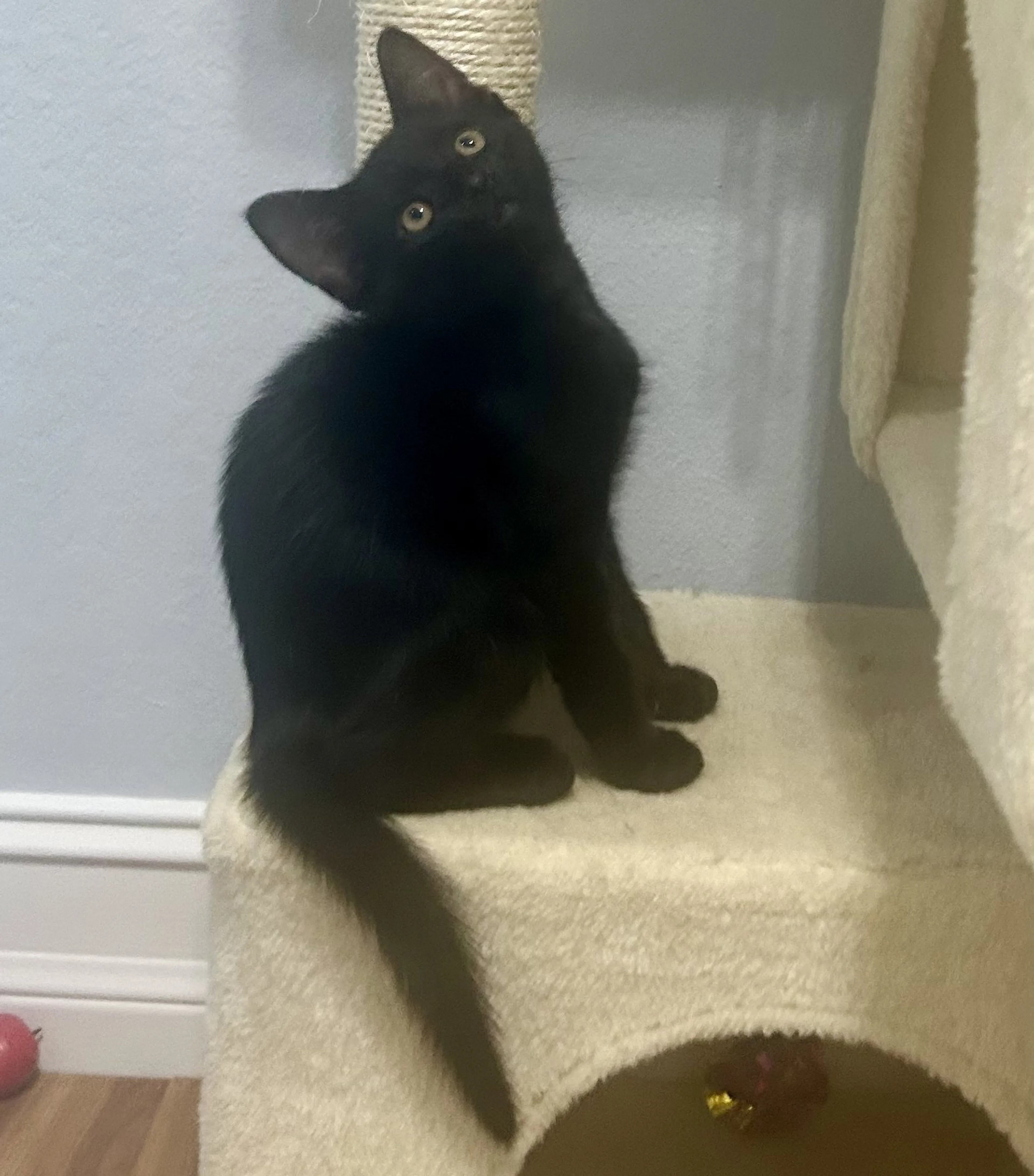 Found pet-1