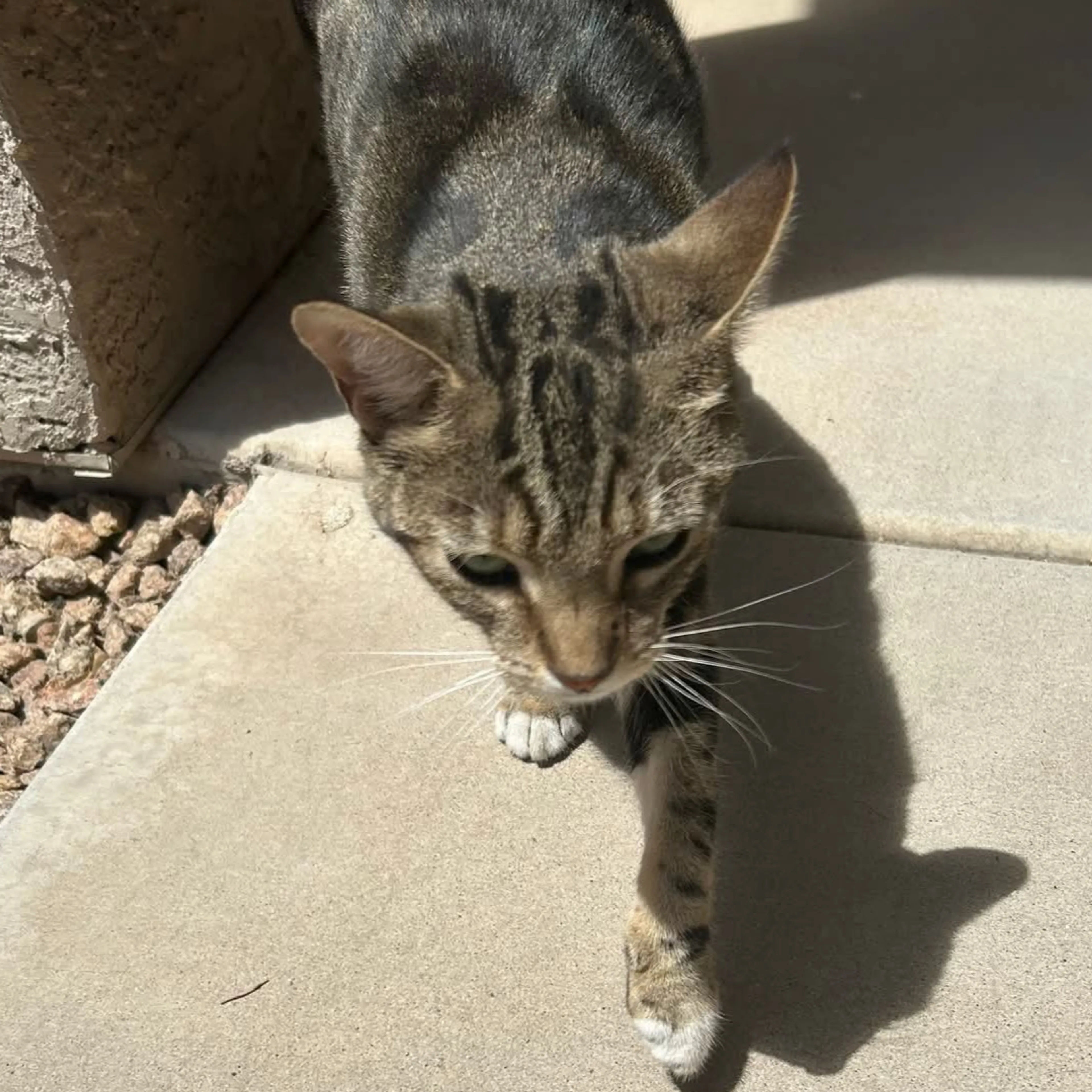 Found pet-2
